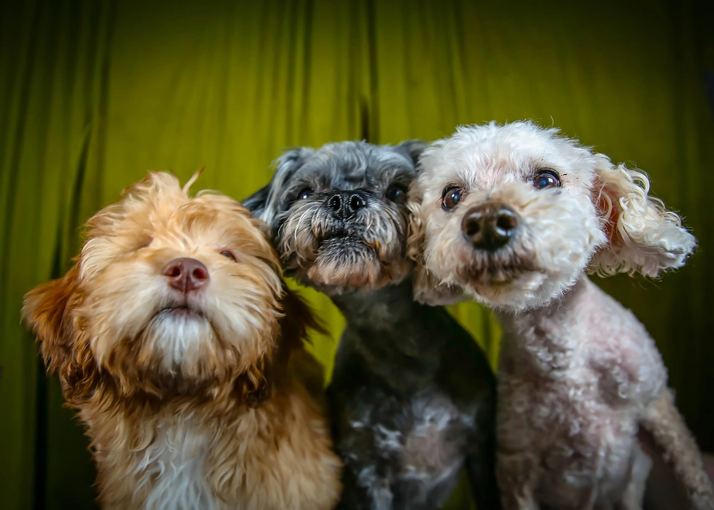 Three dogs looking up at the camera with a green background.