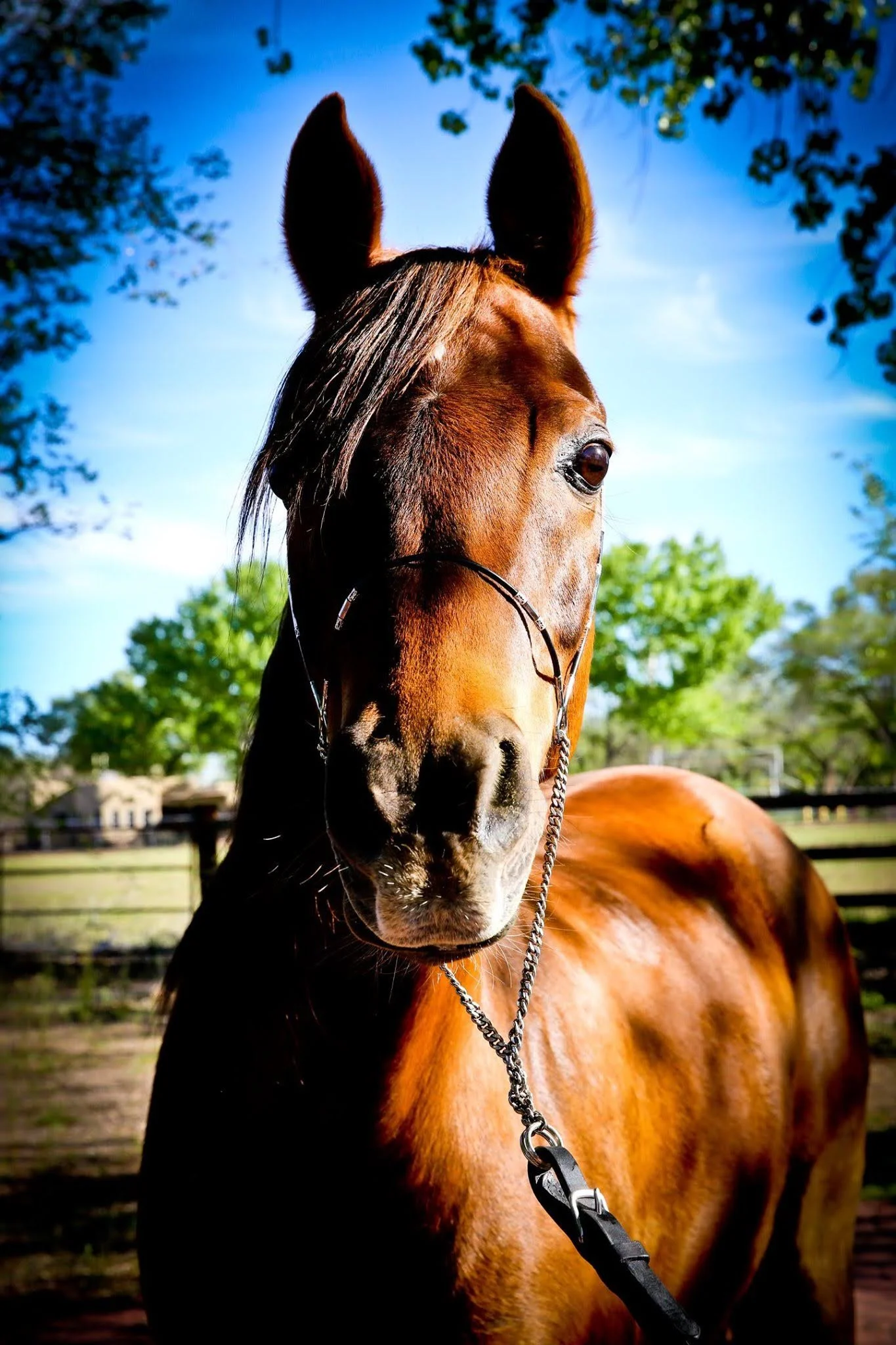 A close-up of a brown horse with a shiny coat, standing outdoors on a sunny day with green trees and a fence in the background.