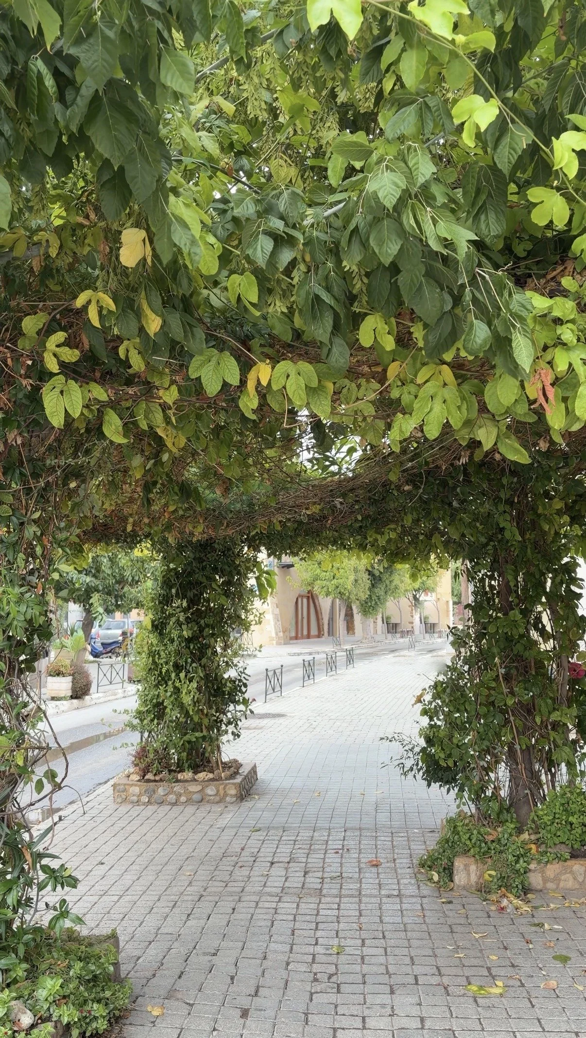 Vine-covered pergola walkway in soft morning light
