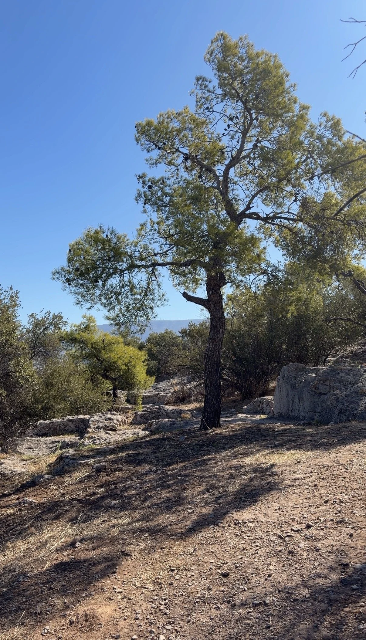 Pine and olive trees on a sunlit hillside