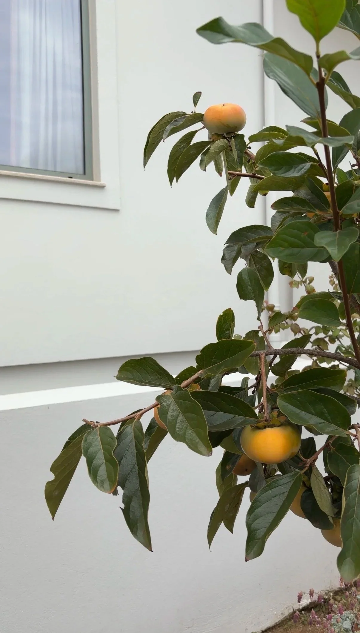 Young persimmon tree with ripening fruit beside a white wall