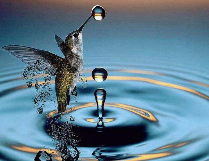 Hummingbird feeding from a water droplet with a reflection in the droplet and ripples on the water surface