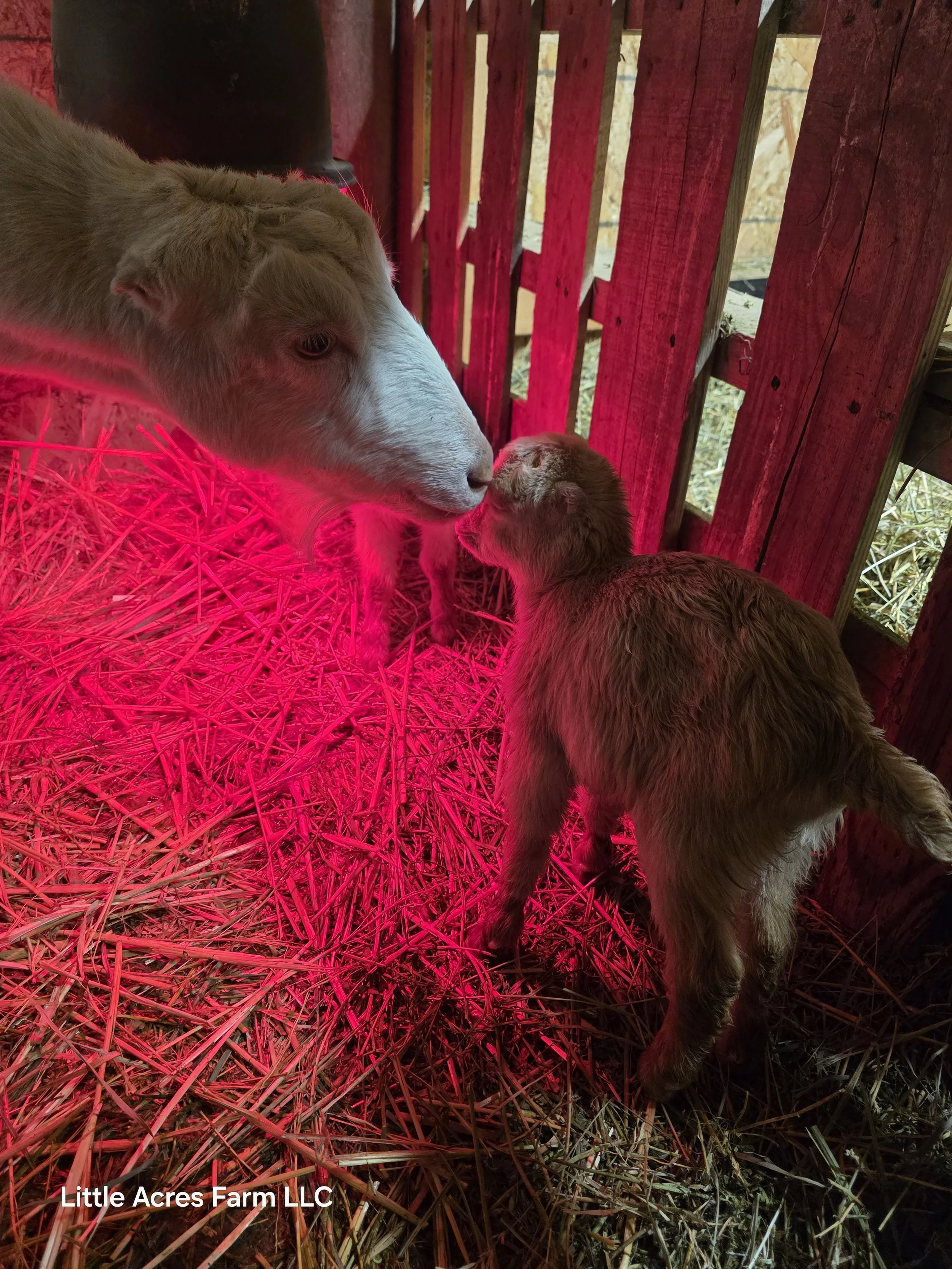 What happens after a goat kids: what we watch for on the farm