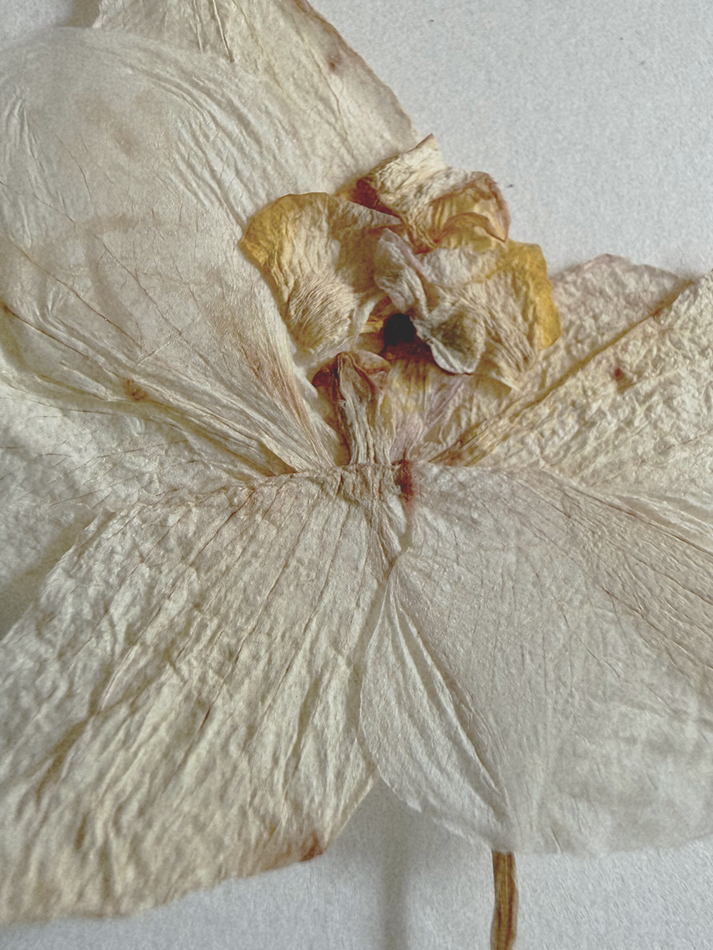 even what's dying is beautiful | a creative study by Teodora Nicolae | "creative studies" | The Laboratory | teodoranicolae.com | © 2026 all rights reserved | words + images + artwork by Teodora Nicolae