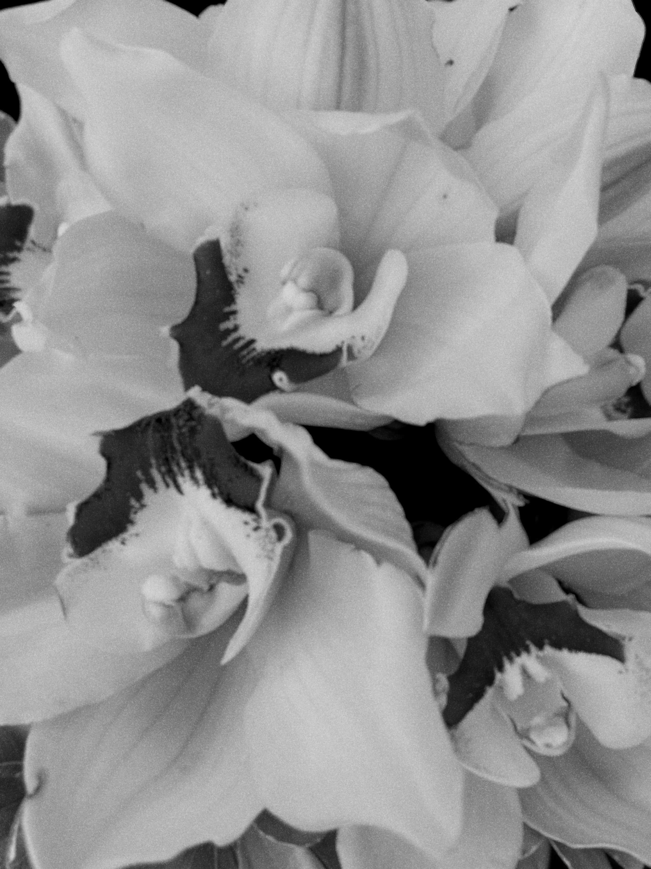 intention is everything. | a short meditation on orientation. | by Teodora Nicolae | Freeflow | teodoranicolae.com | © 2026 | pictured : black and white orchids | words & imagery © teodora nicolae