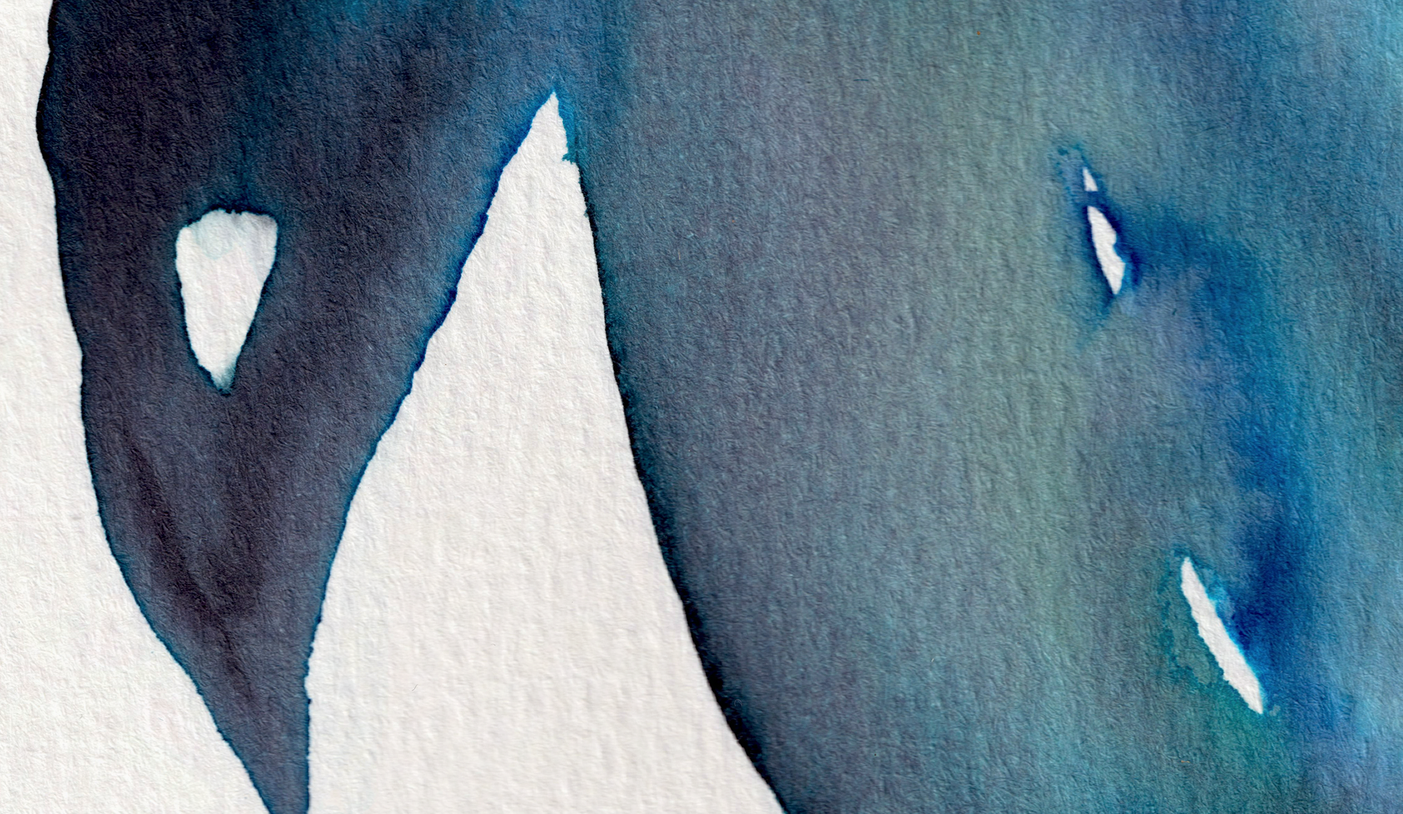 detail : freedom (.04) | F R E E D O M I - series .001 | © 2026 | teodora nicolae