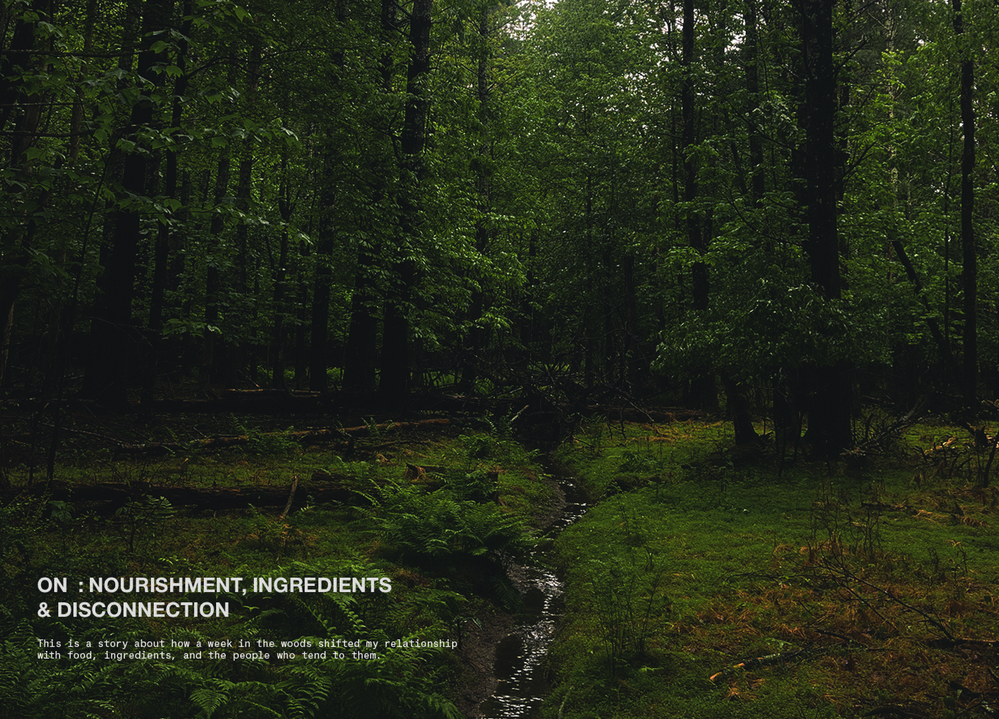 An Essay by Teodora Nicolae | On Nourishment, Ingredients + Disconnection | on : materials | The Observatory | teodoranicolae.com | pictured : a forest scene in Hudson Valley, NY | words + images © 2026 teodora nicolae
