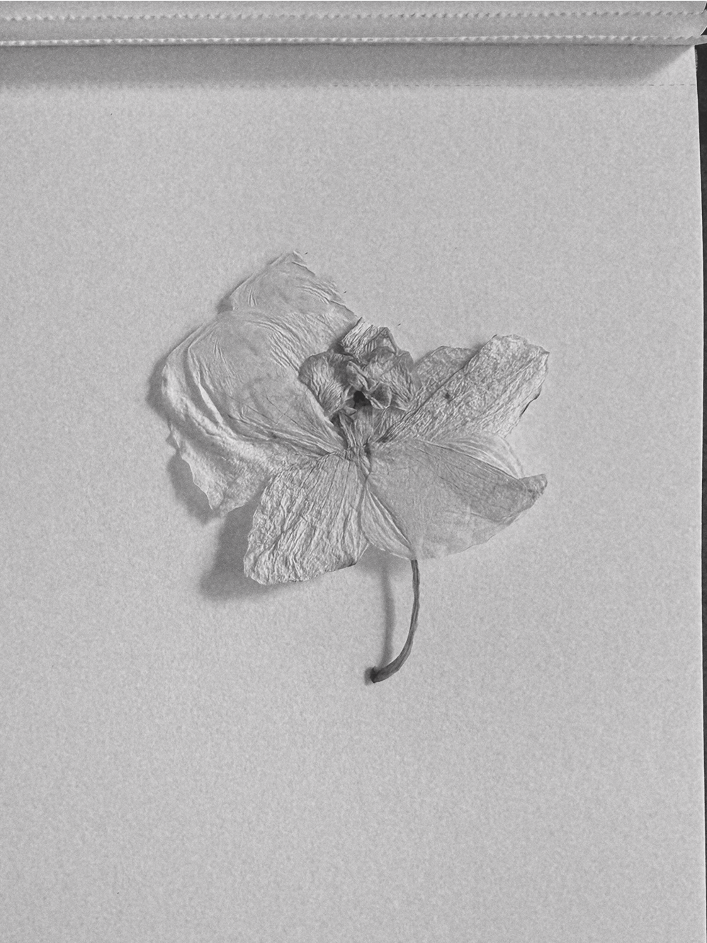 even what's dying is beautiful | a creative study by Teodora Nicolae | "creative studies" | The Laboratory | teodoranicolae.com | © 2026 all rights reserved | words + images + artwork by Teodora Nicolae