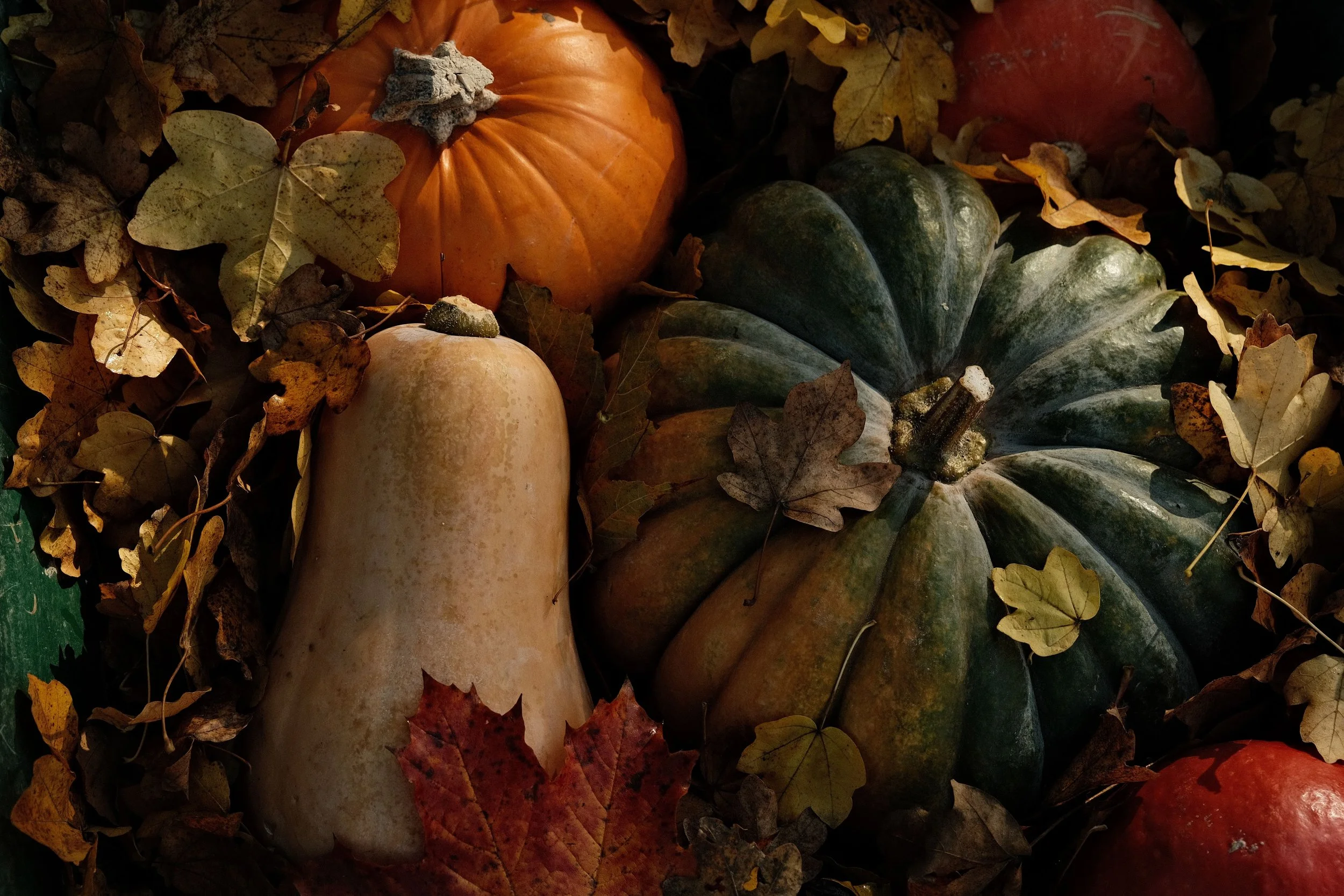 Butternut squash and two pumpkins surrounded by fall leaves