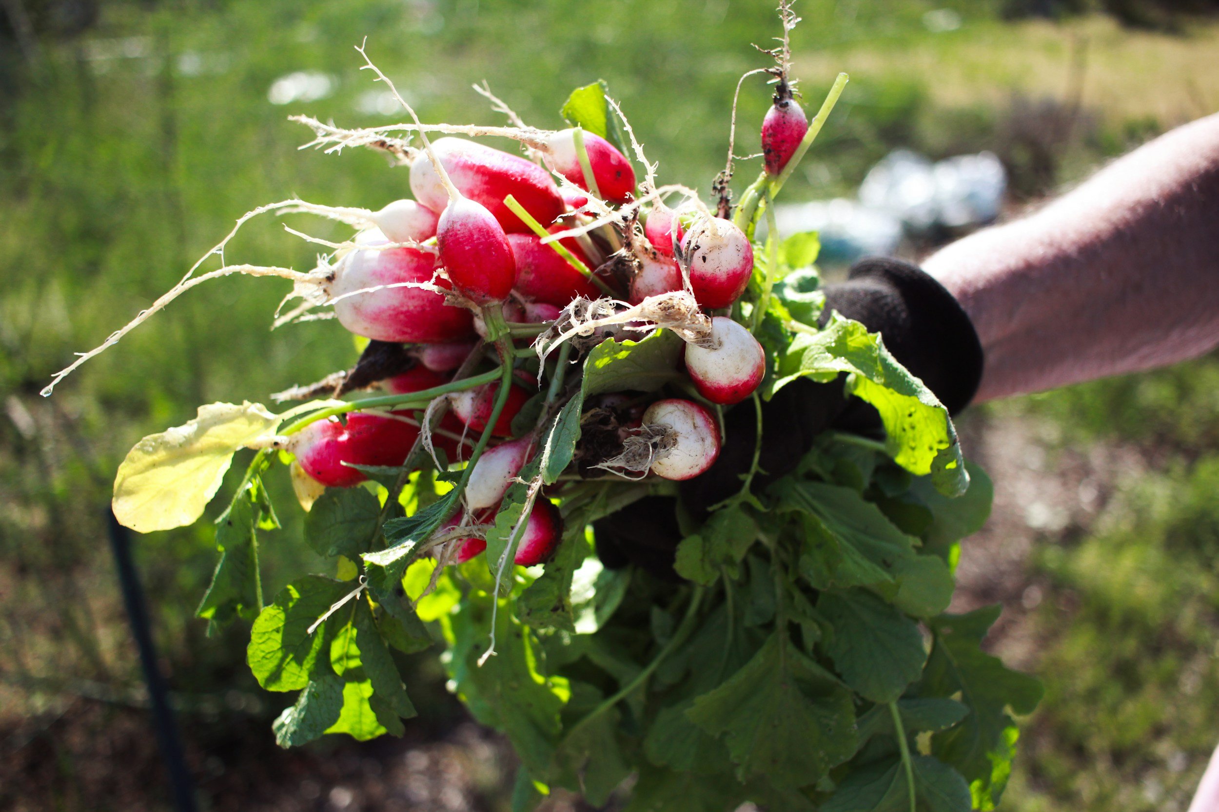 A person holding freshly harvested radishes with green leaves, dirt still on some roots, in an outdoor setting.