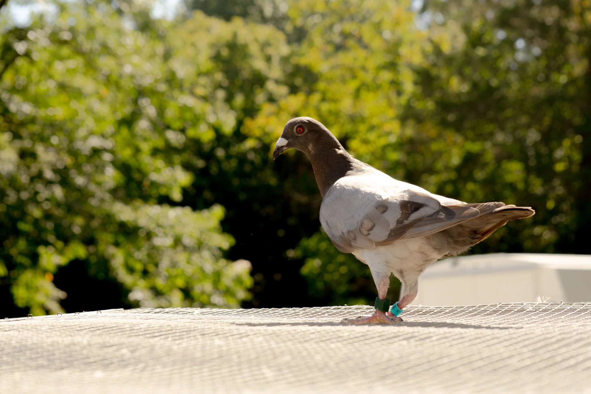 A pigeon standing on a mesh surface outdoors with a green leafy background.