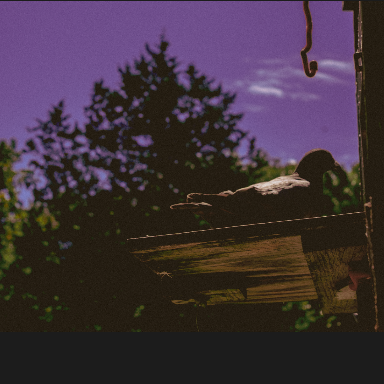 A bird resting on a wooden birdhouse against a purple sky with a large tree in the background.