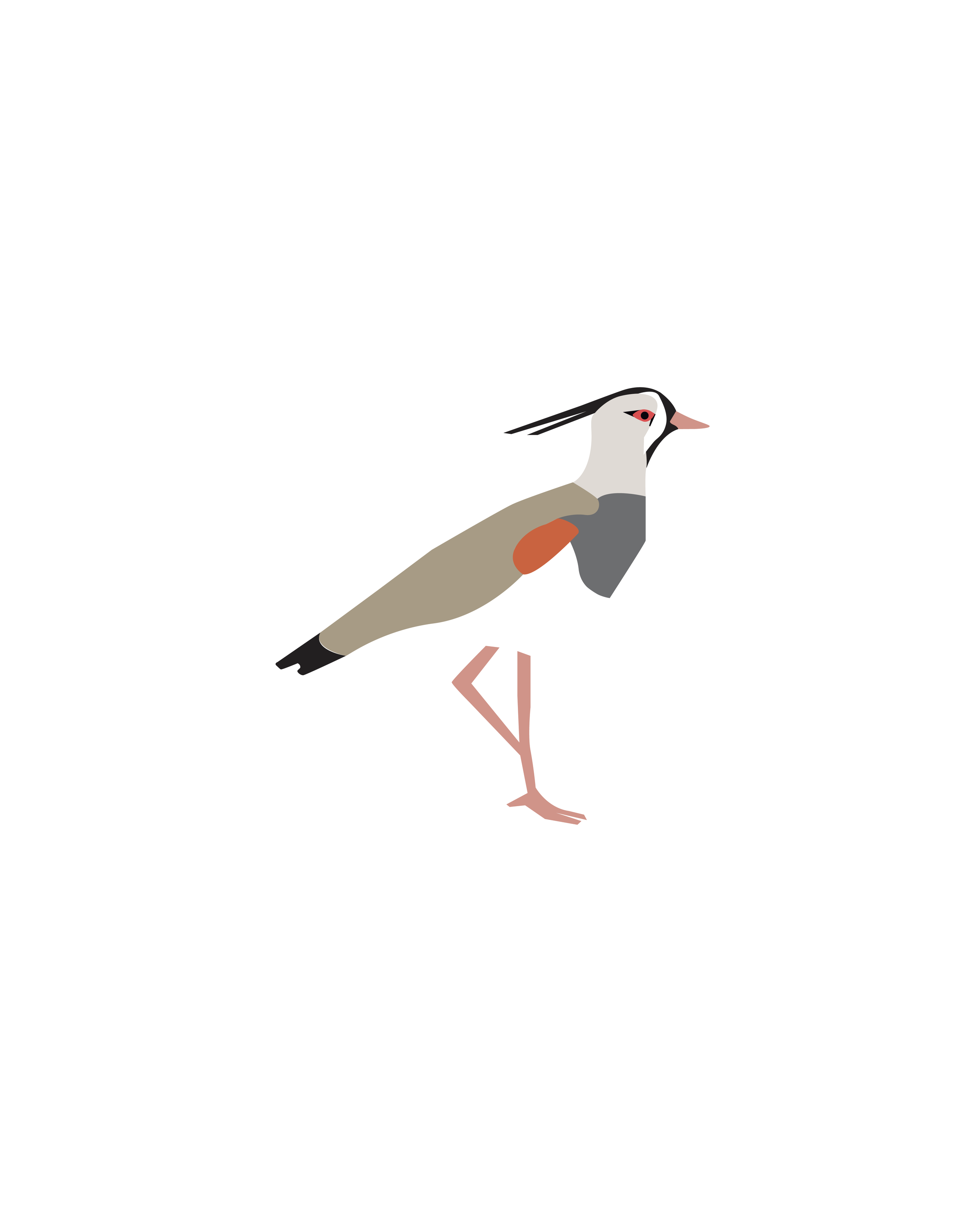 pajaro verti-05.png