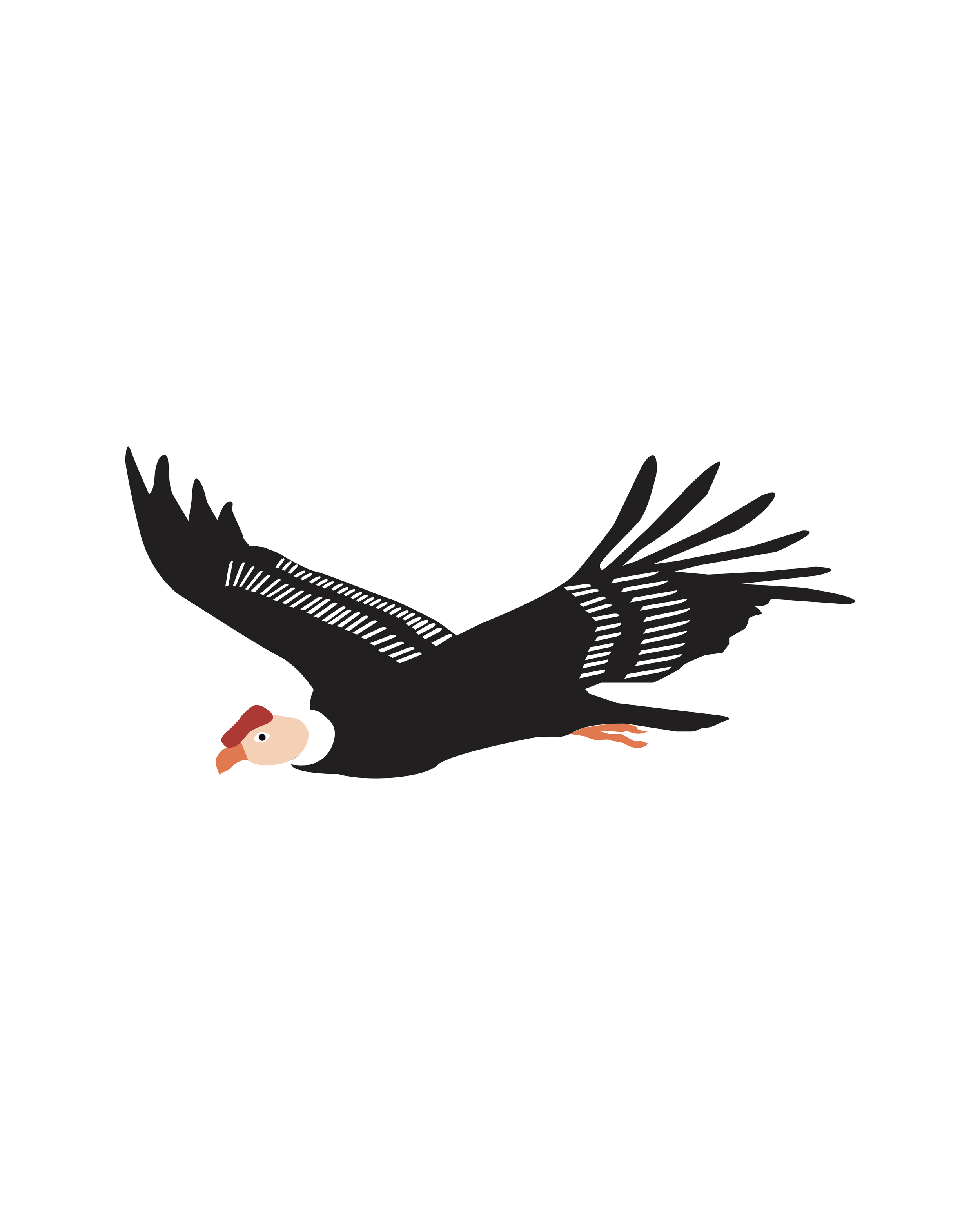 pajaro verti-03.png