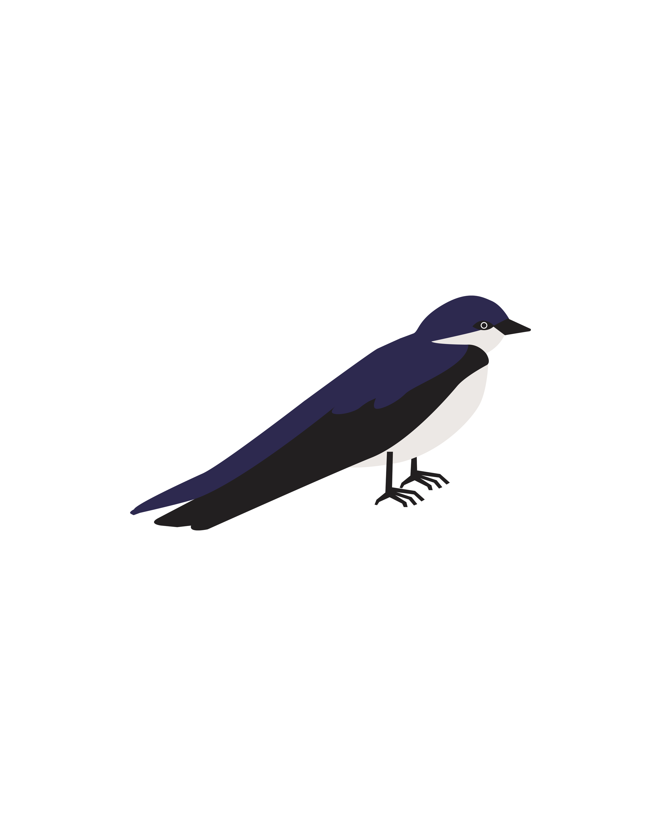 pajaro verti-02.png
