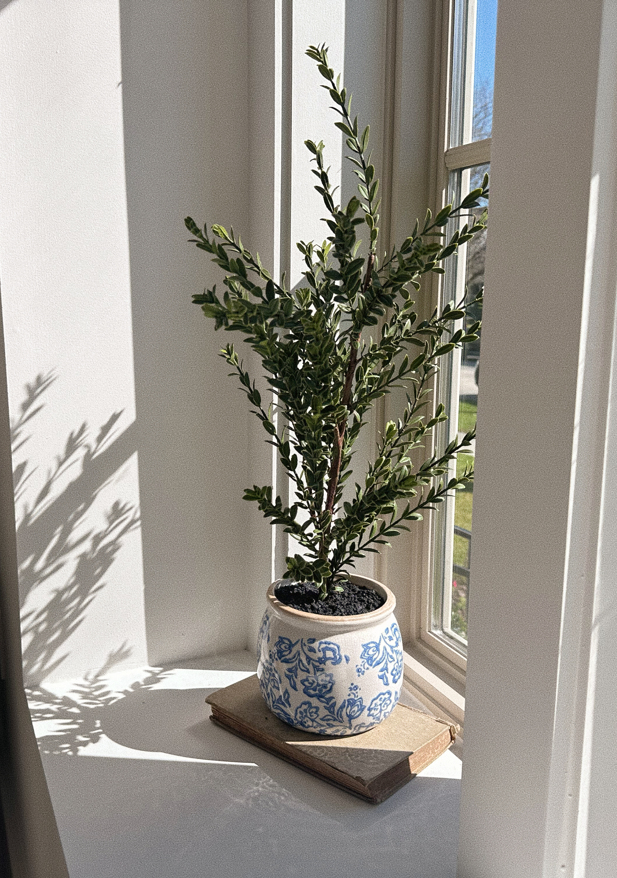 Sunlit nook with plant and book