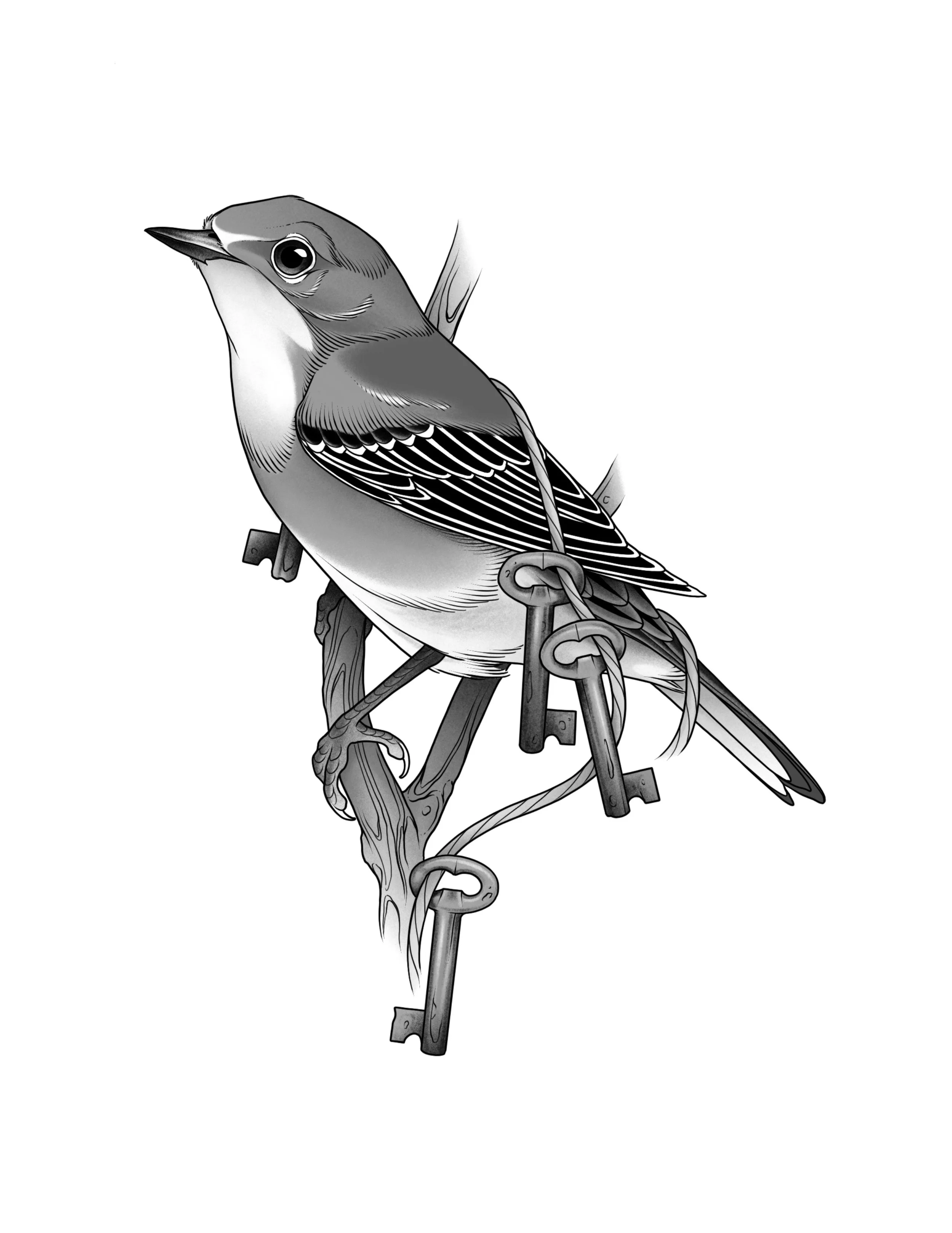 Canada Jay 
Price: $375
Minimum Size: 7"