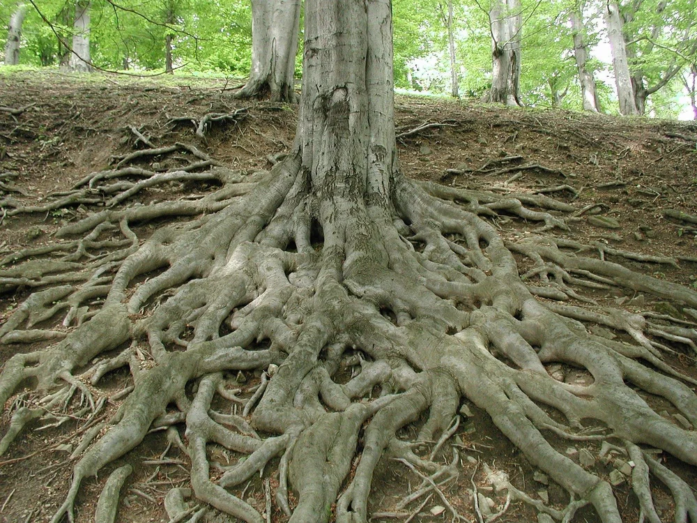 Digging Deeper: Why Addressing Root Causes Is the Key to Long-Term Health