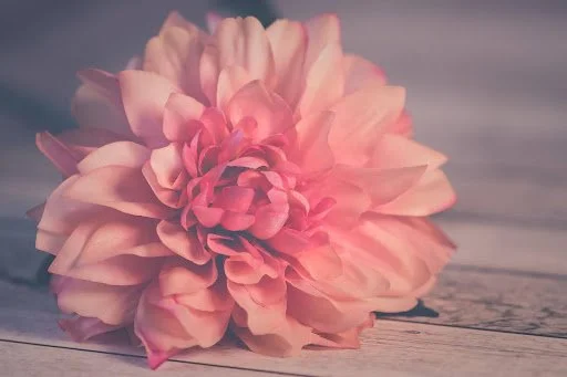 A pink dahlia flower resting on a wooden surface.