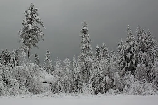 Snow-covered trees and landscape in a winter forest under a cloudy sky.