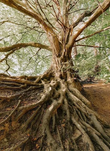 A large old tree with a thick trunk and sprawling roots in a wooded area, with green leaves overhead.
