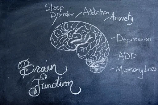 chalk board diagram of brain