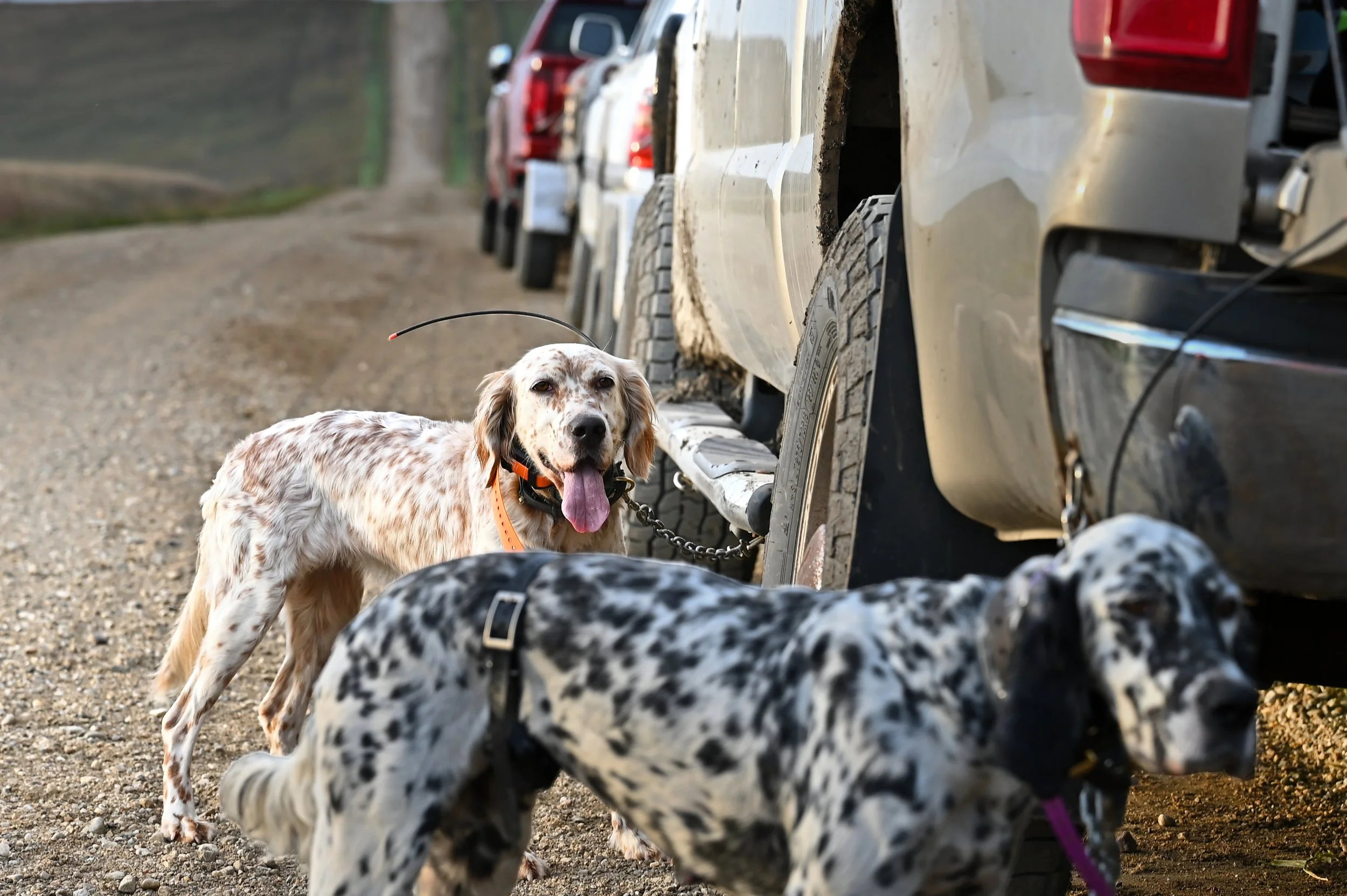 English Setters — Welcome to Sweet Fern