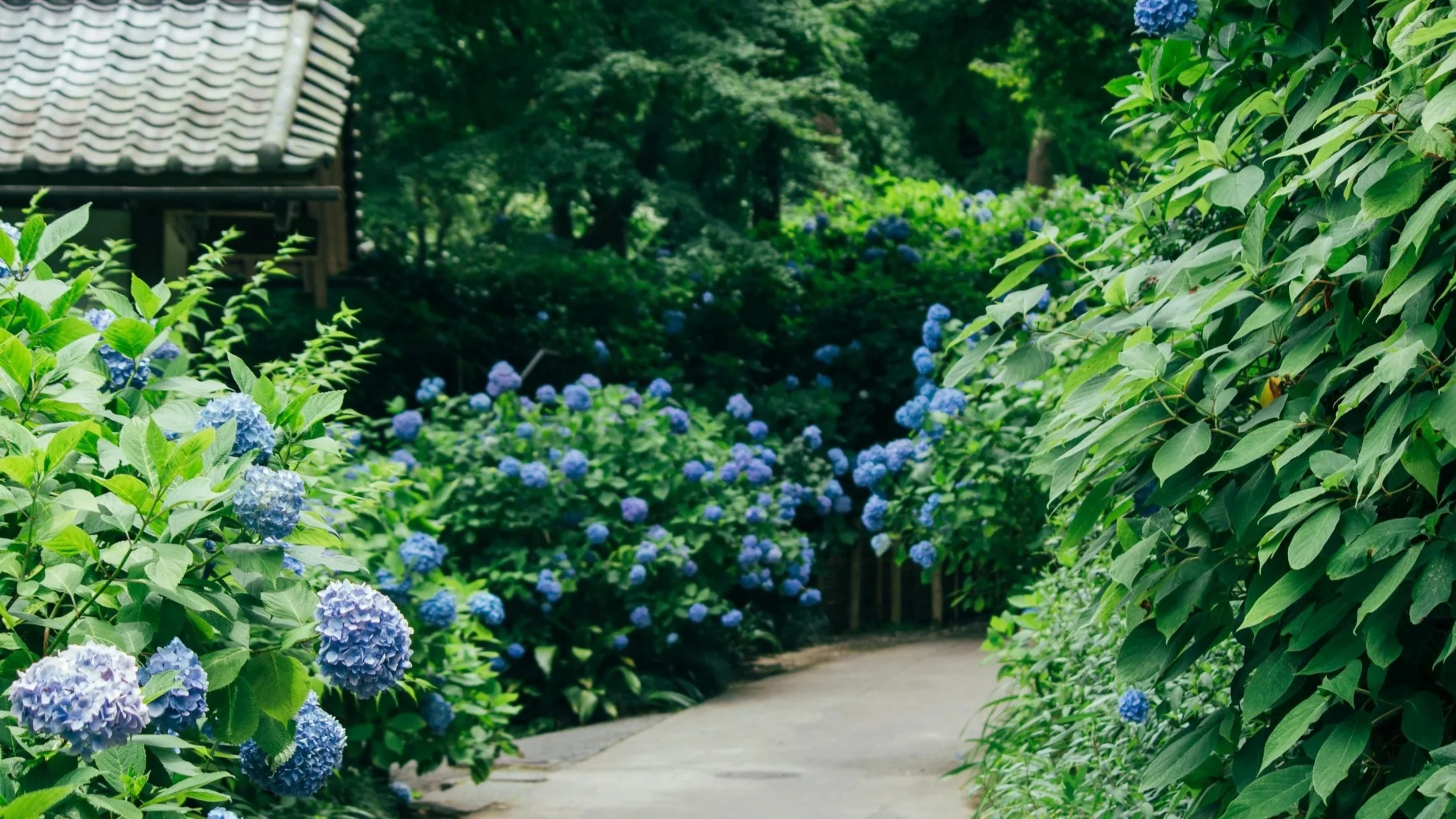 A winding pathway lined with blue hydrangeas creates a peaceful outdoor escape, showcasing custom landscape design that transforms any backyard into a relaxing retreat.