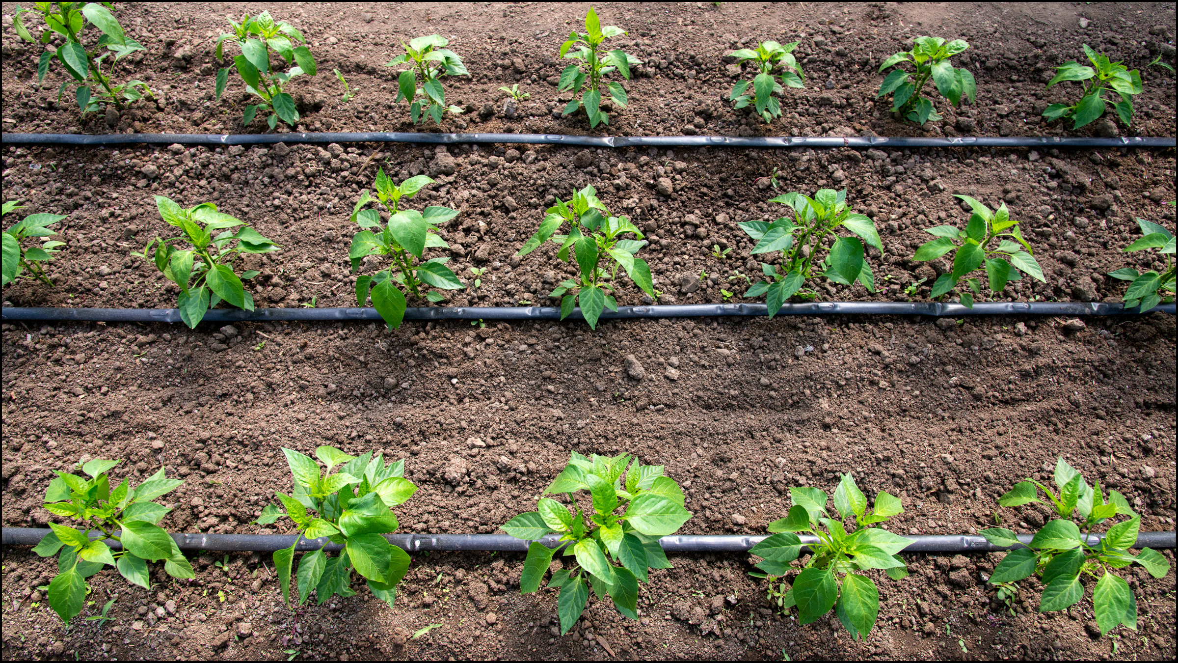 Professional irrigation systems make growing your own garden fresh veggies and herbs easy and more convenient. Our systems will keep your garden or raised beds healthy, productive, and low-maintenance.