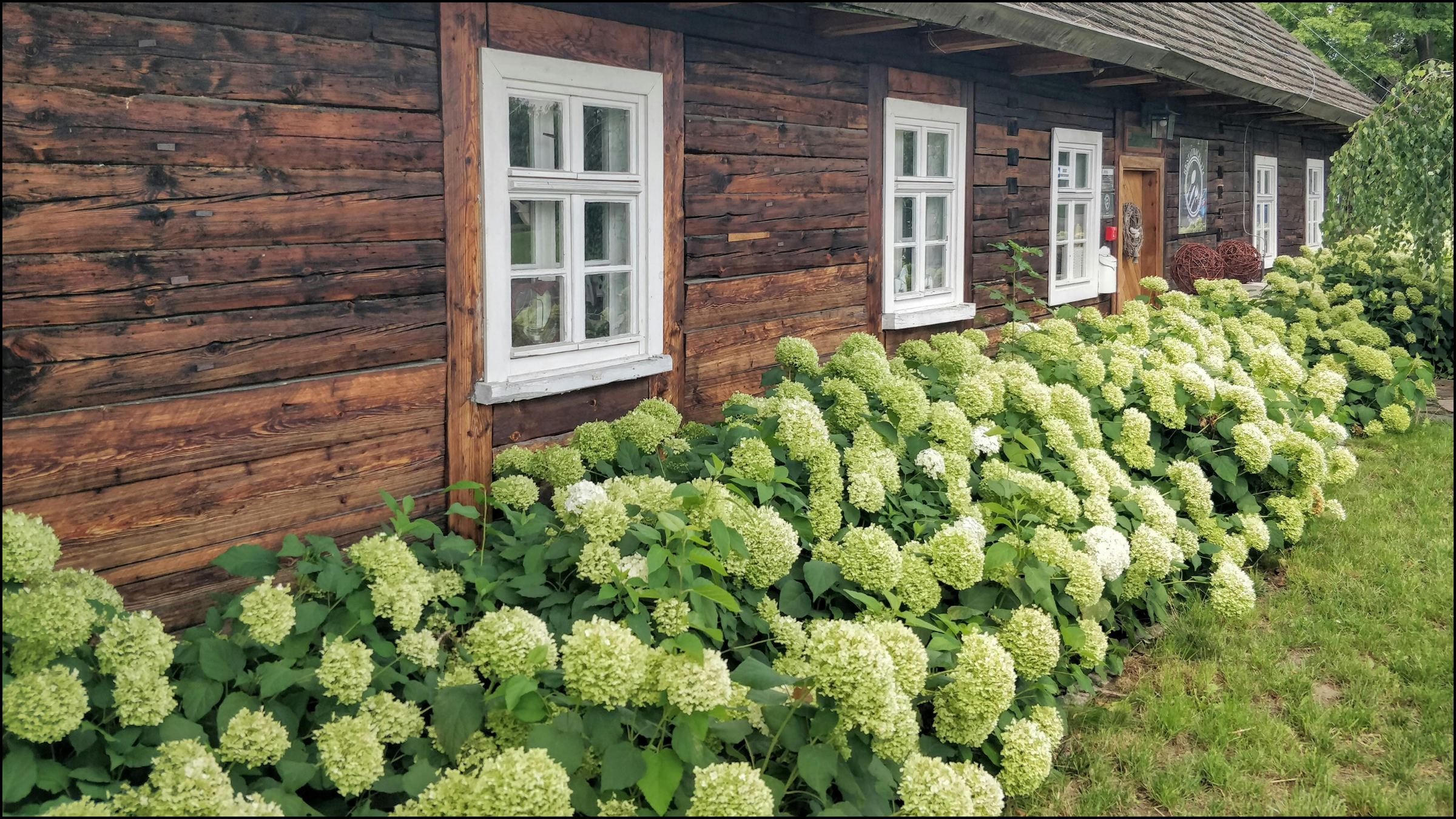 A rustic wooden house with white window frames, surrounded by lush green hydrangeas in bloom, and a grassy yard.