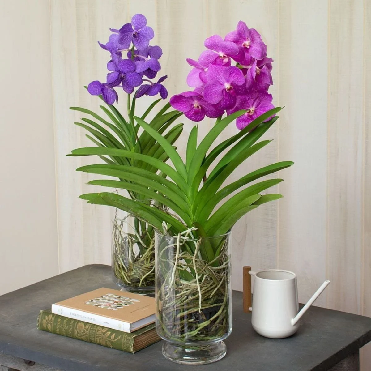 Vanda Orchids