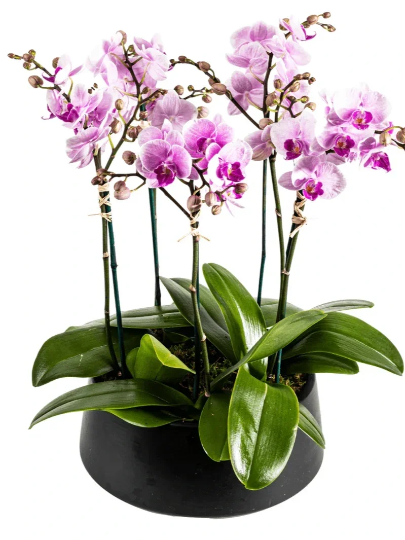 medium-multi-stem-orchid-plant-106543.webp