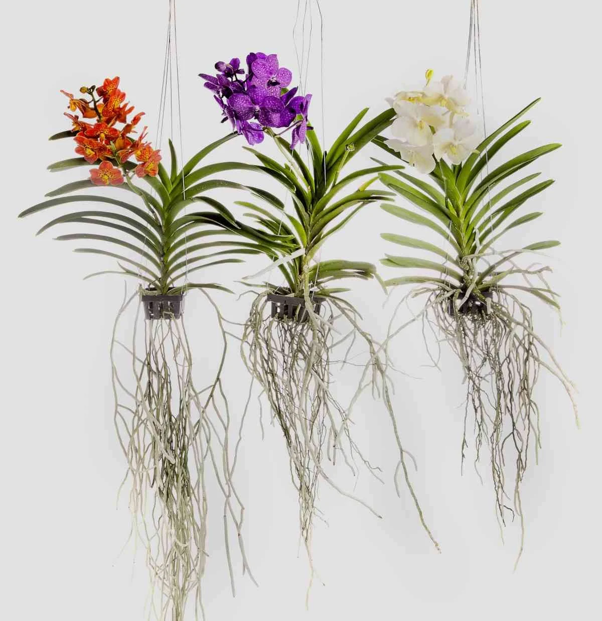 hanging-vanda-orchid.jpg