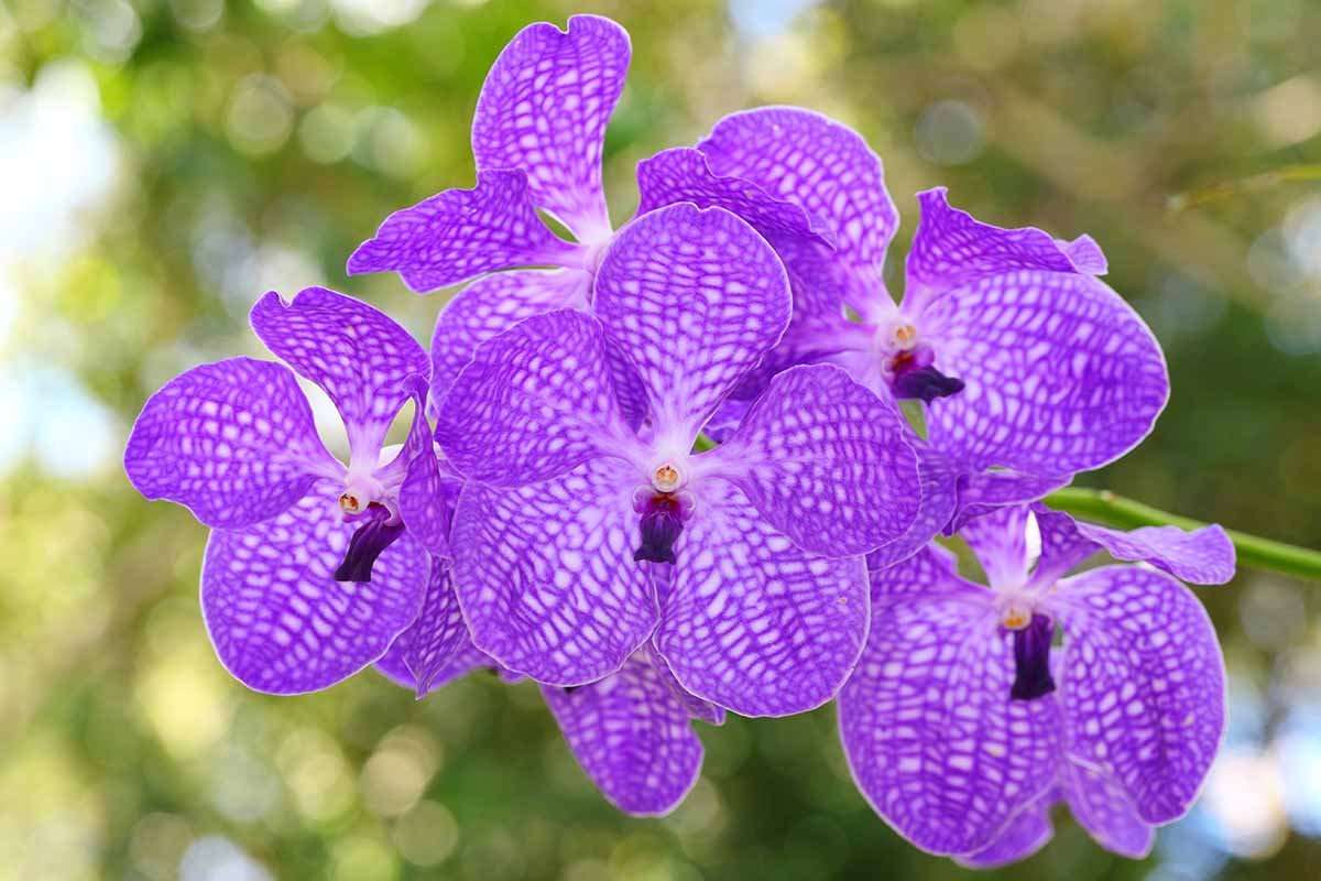 How-to-Grow-Vanda-Orchids-Feature.jpg