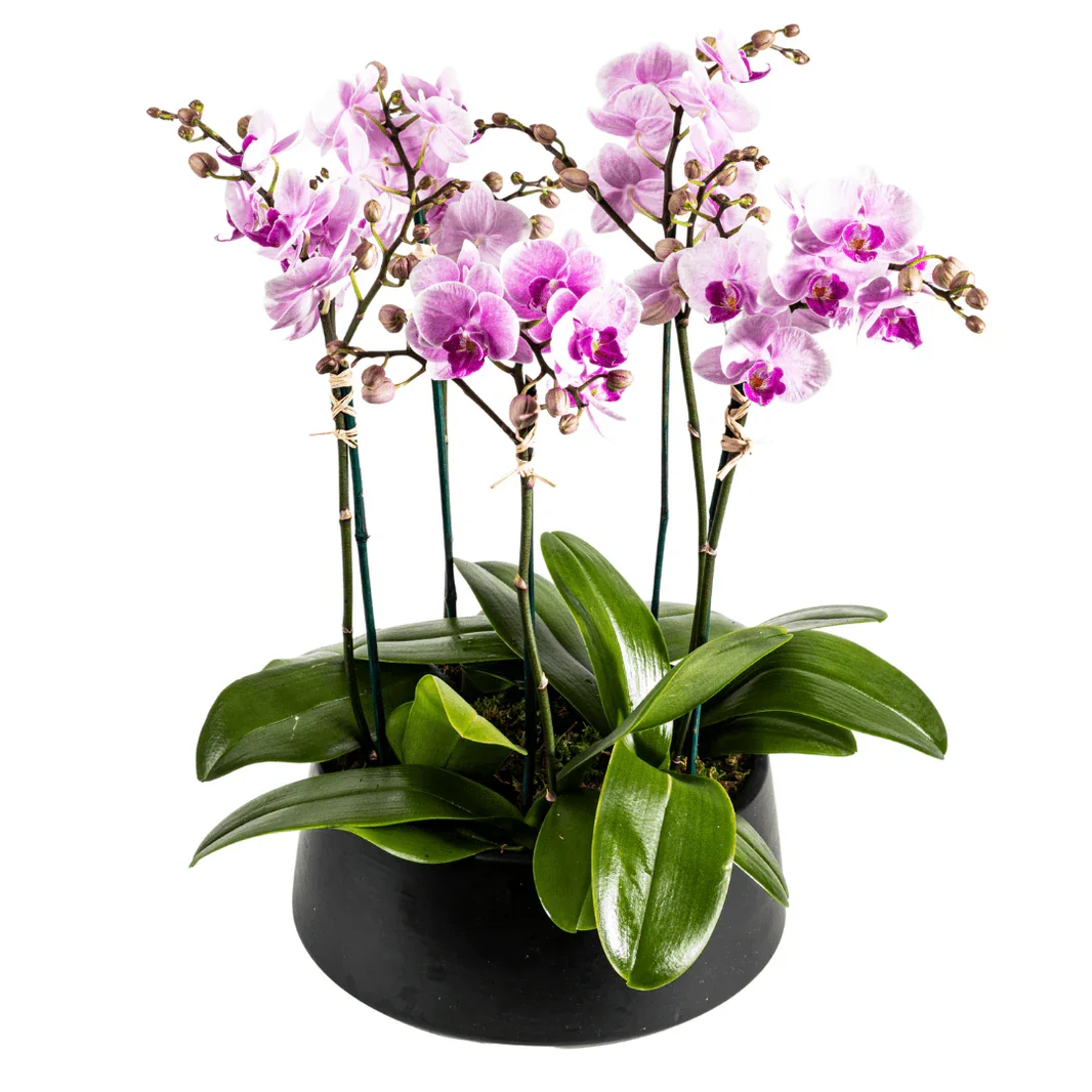 Garden Orchids