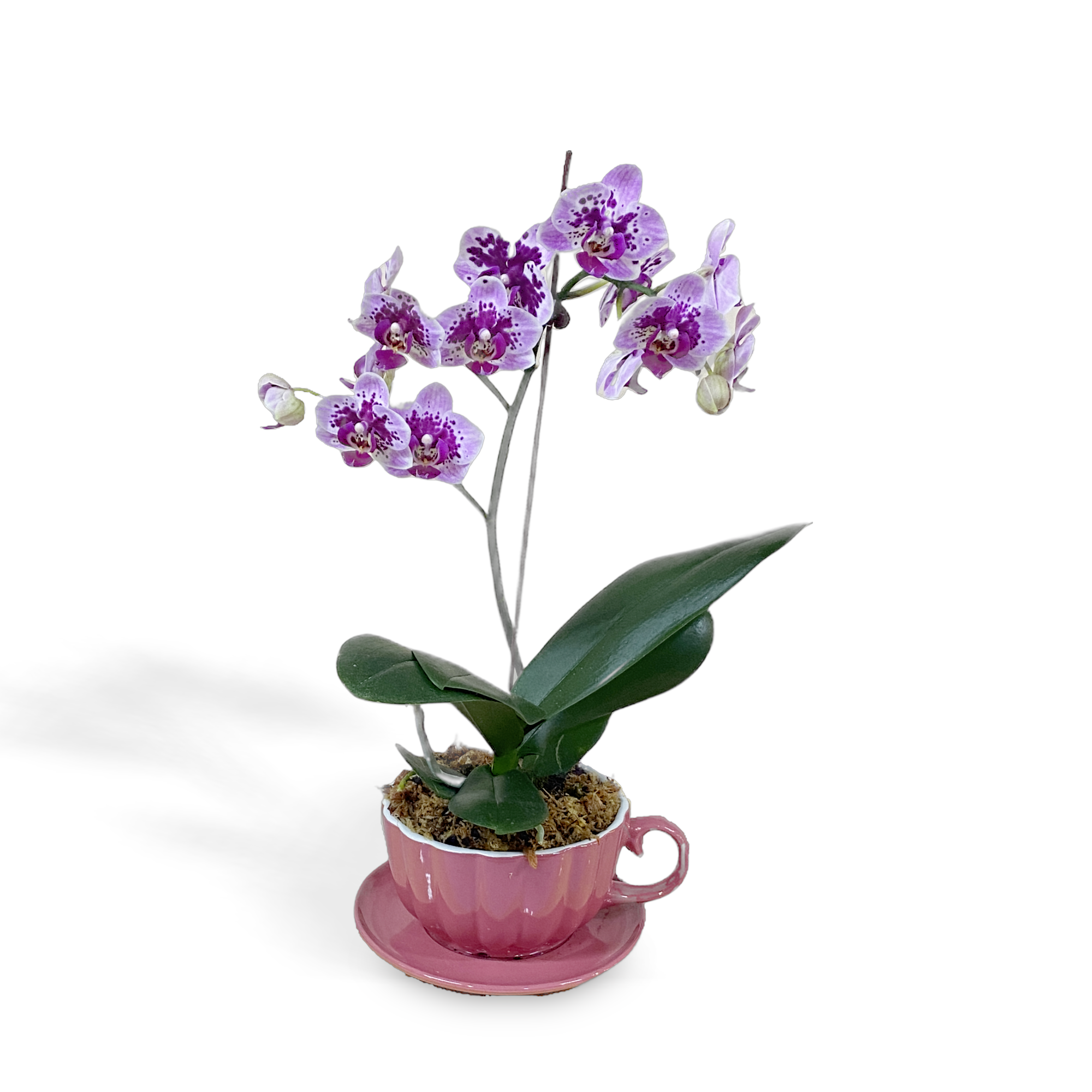 Teacup Orchids