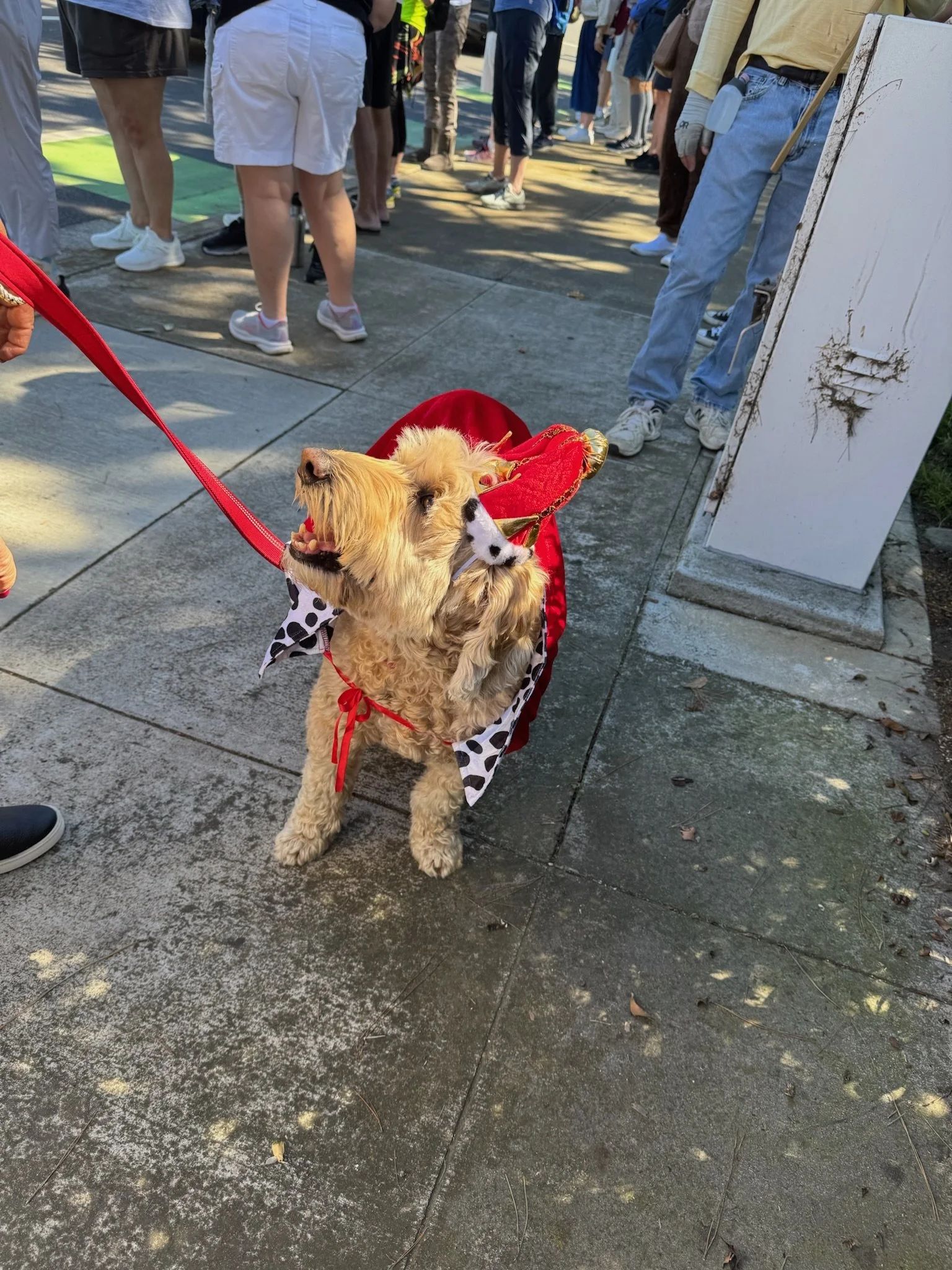 A small dog dressed in a costume resembling a king or royal figure, with a crown and cape, standing on a concrete sidewalk among a crowd of people.
