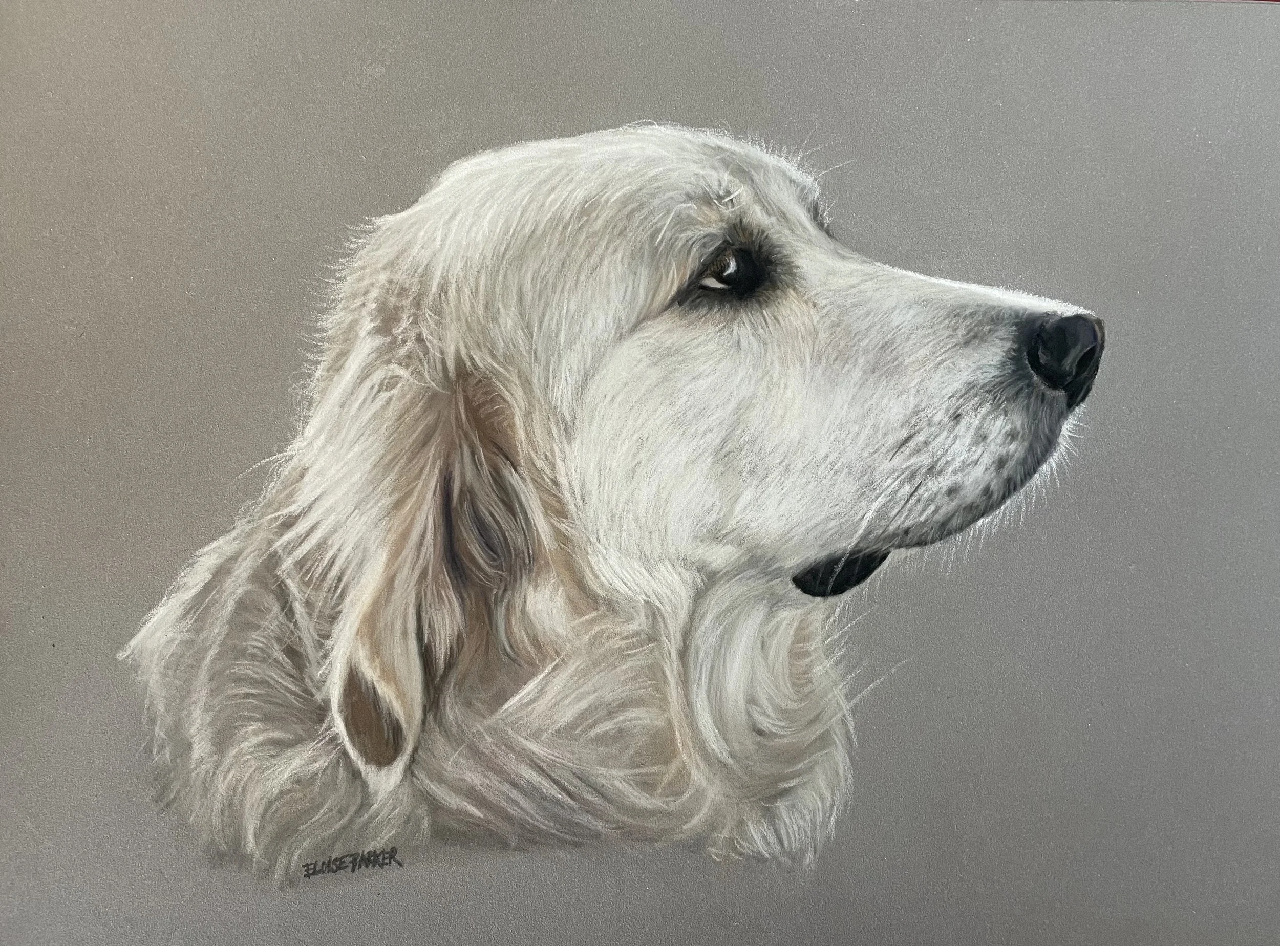 A detailed portrait of a golden retriever dog in profile, with light-colored fur against a neutral background. Copyright Eloise Parker.