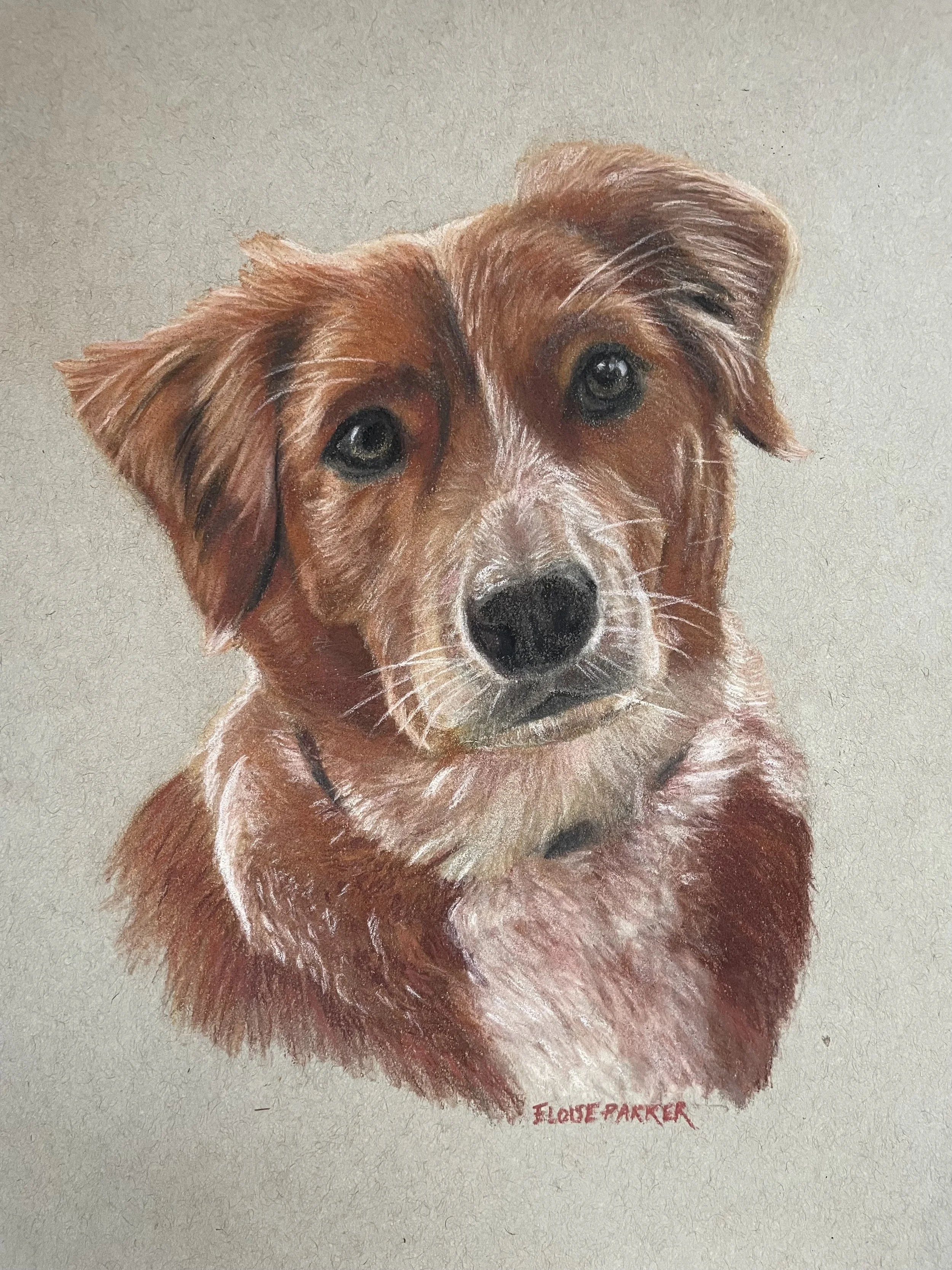 A realistic painting of a brown dog with a black nose and expressive eyes, looking directly at the viewer, on a neutral background. Copyright Eloise Parker.