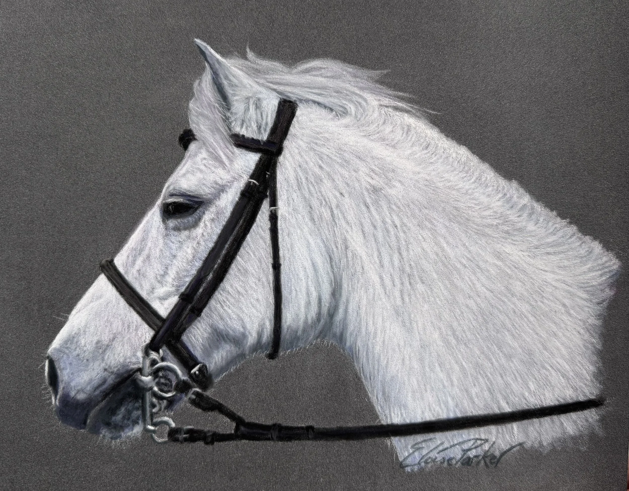 A detailed drawing of a white horse's head with a black bridle against a grey background. Copyright Eloise Parker.