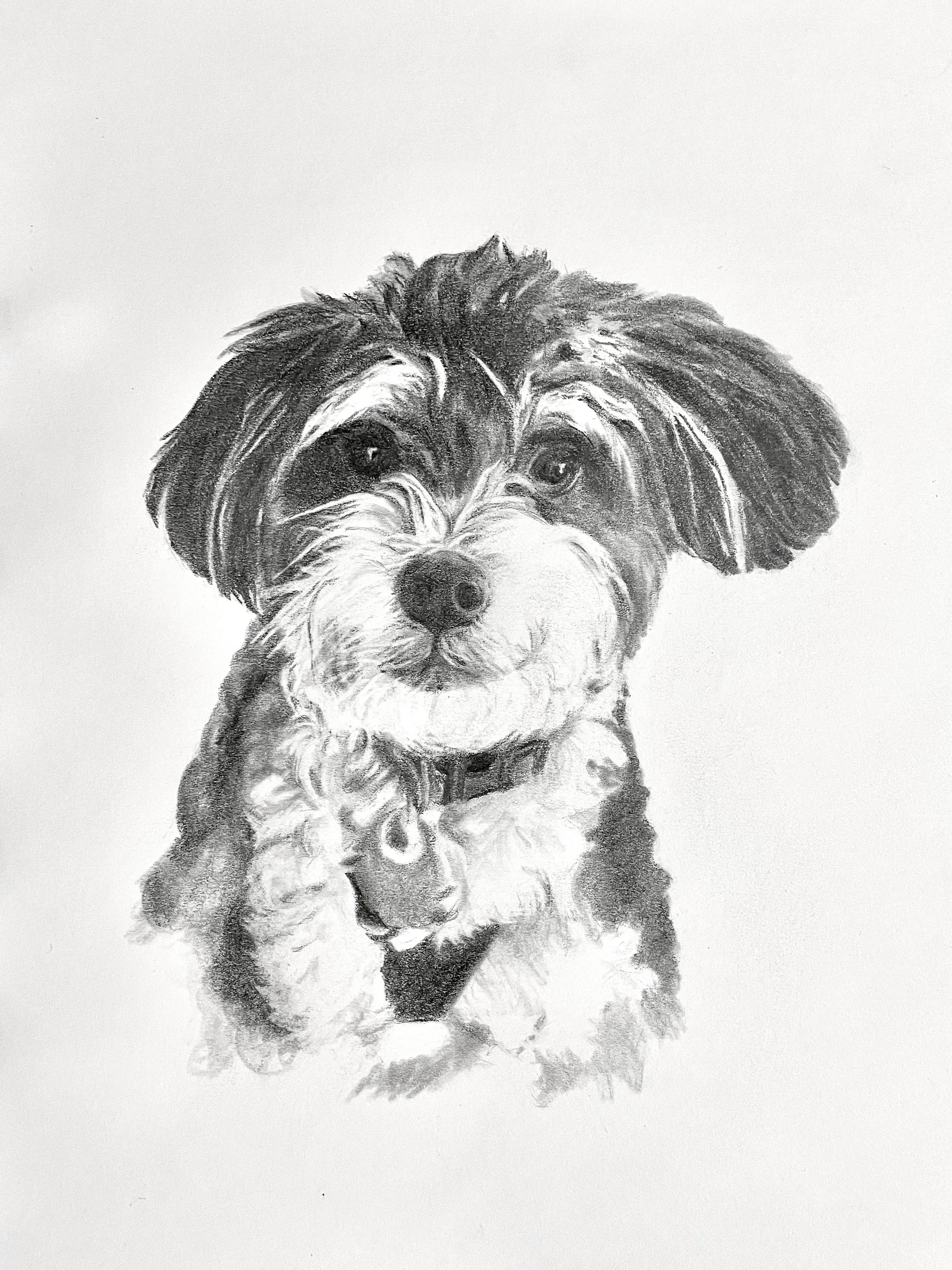 A detailed black and white drawing of a fluffy dog with a friendly expression, sitting and facing forward. Copyright Eloise Parker.