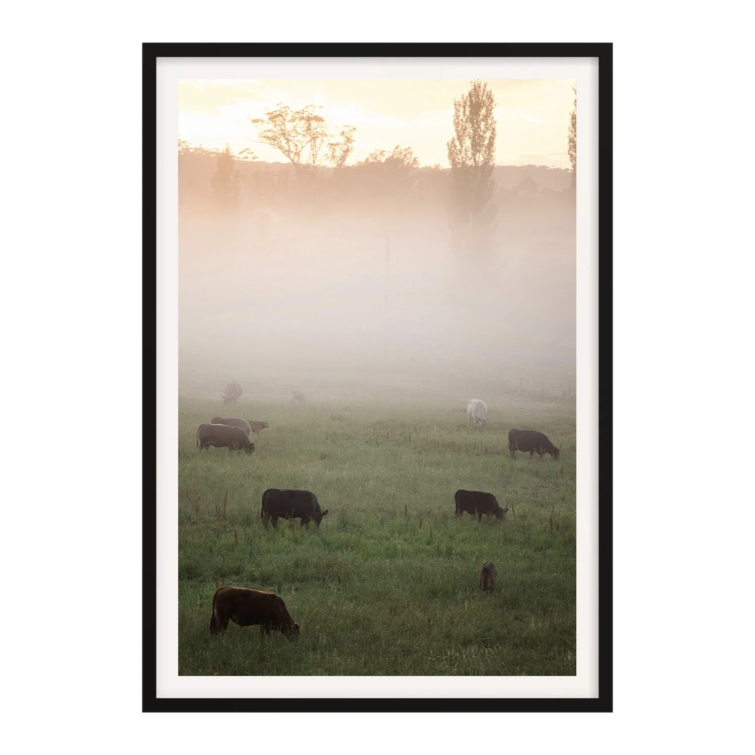 Fine Art Australian Photography Print_Cattle Between Light_Nikki Malvar Studio_Black Frame.jpg