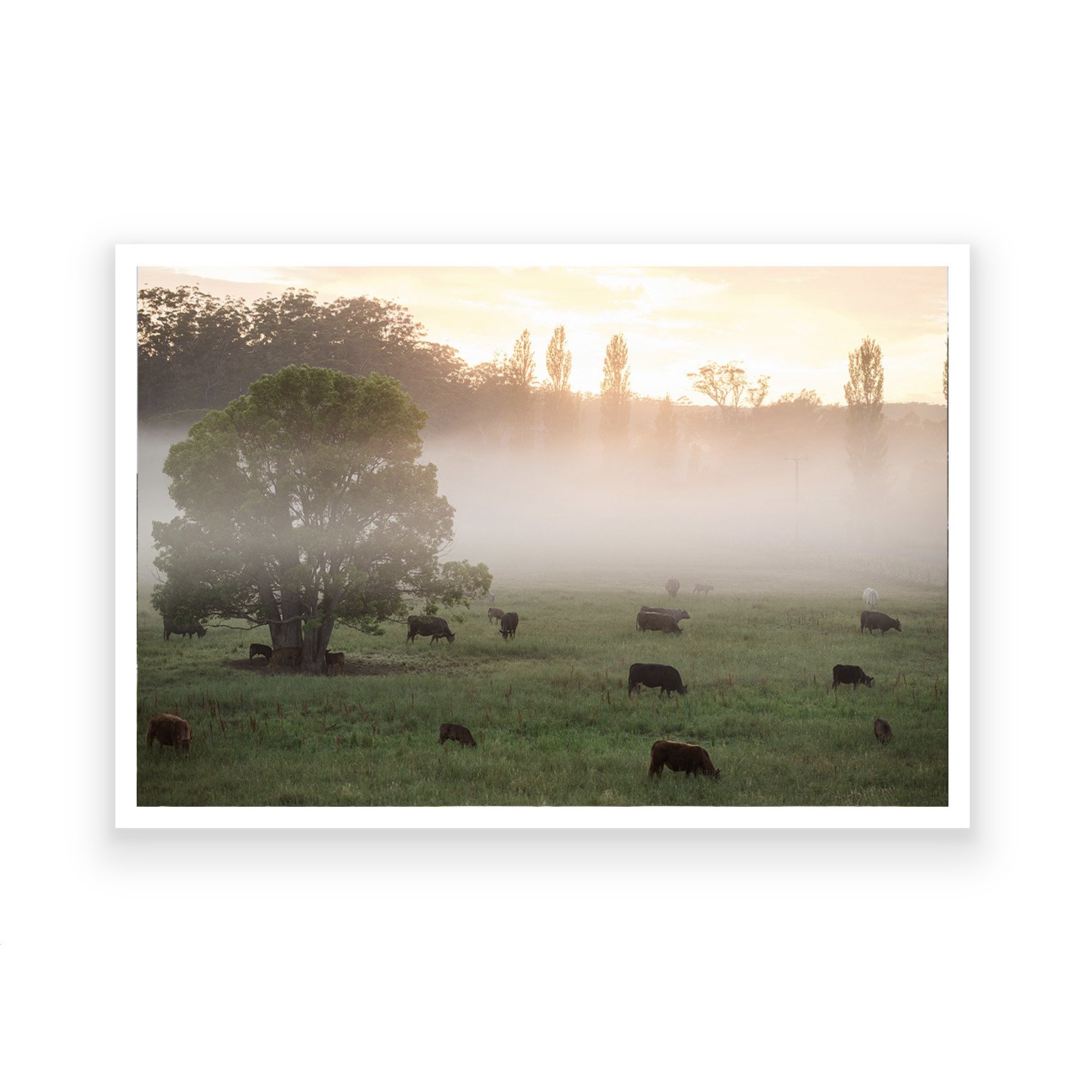 Fine Art Australian Photography Print_Low Sun Grazing_Nikki Malvar Studio_Unframed Rolled Print.jpg