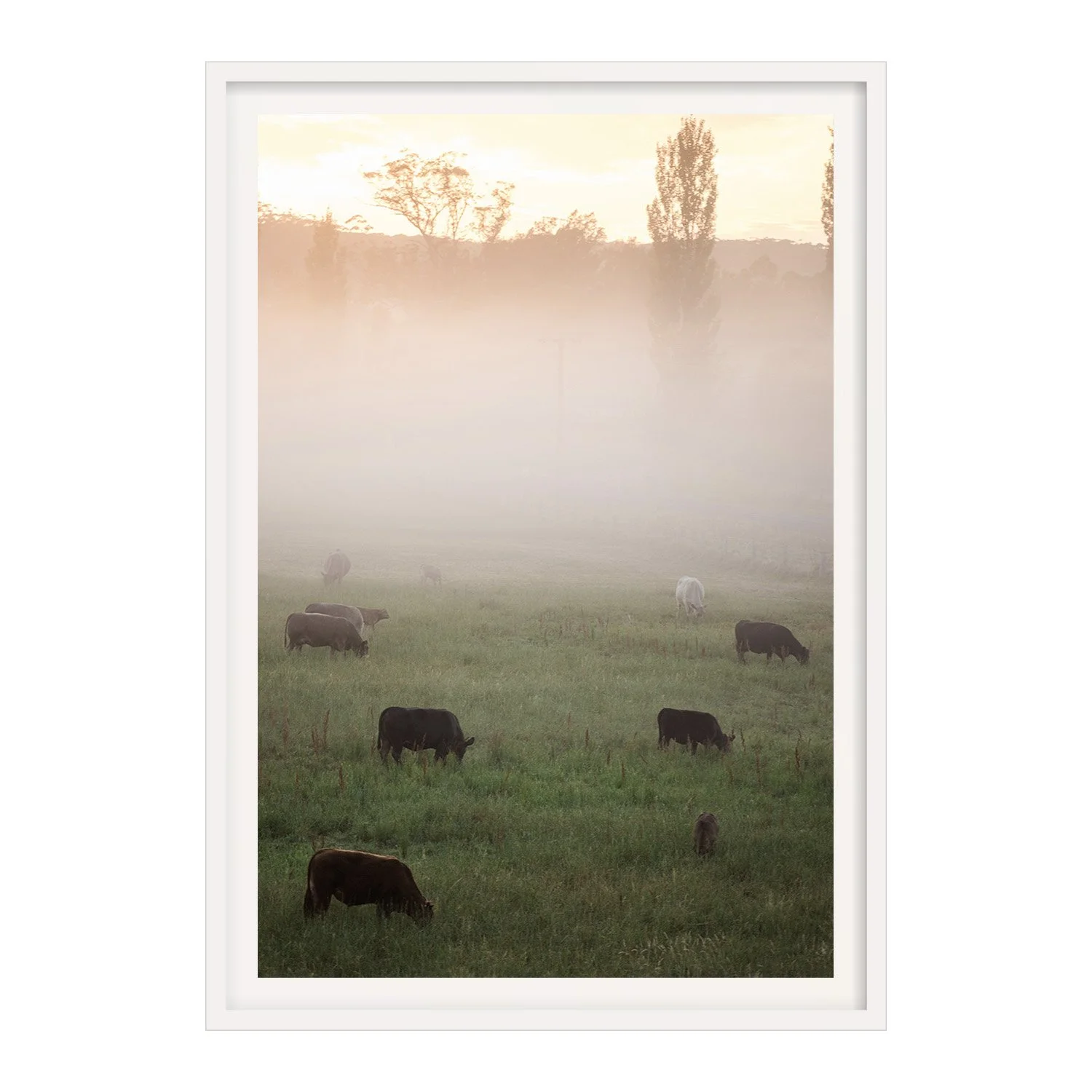 Fine Art Australian Photography Print_Cattle Between Light_Nikki Malvar Studio_White Frame.jpg