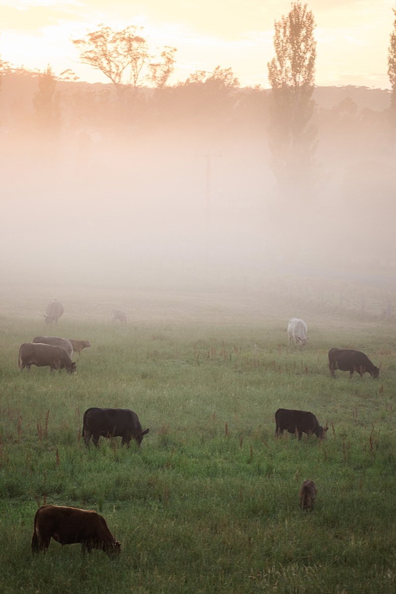Fine Art Australian Photography Print_Cattle Between Light_Nikki Malvar Studio.jpg