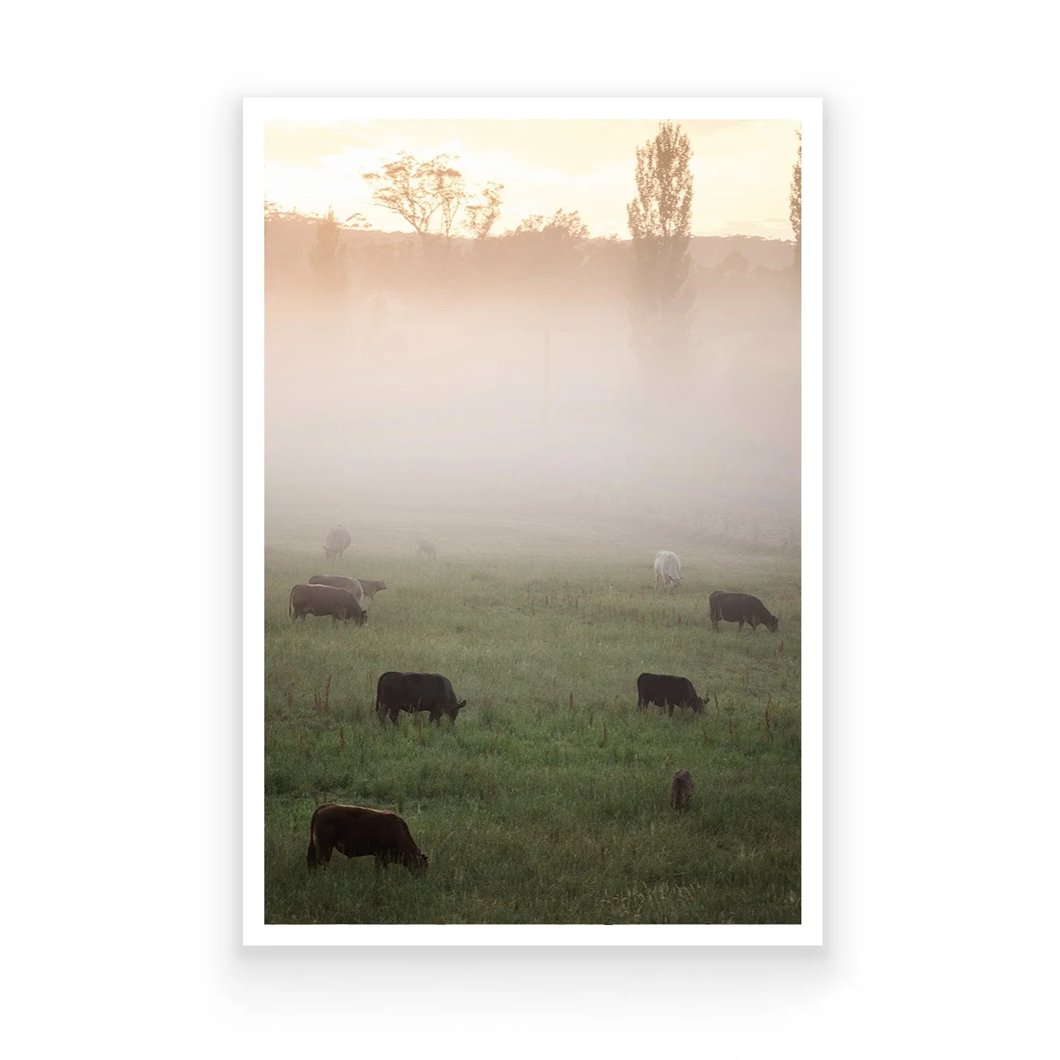 Fine Art Australian Photography Print_Cattle Between Light_Nikki Malvar Studio_Unframed Rolled Print.jpg