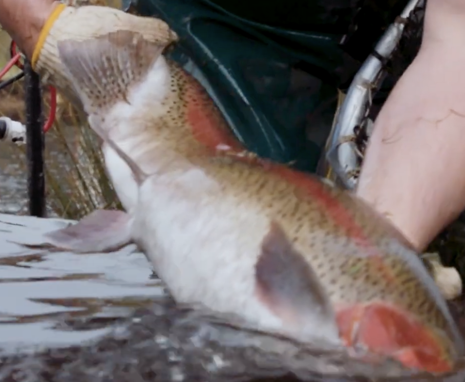 Screenshot 2026-01-31 at 2.13.53 PM.png