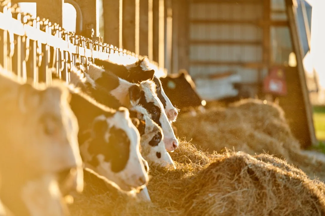 Calves in a barn feeding on hay during sunset.