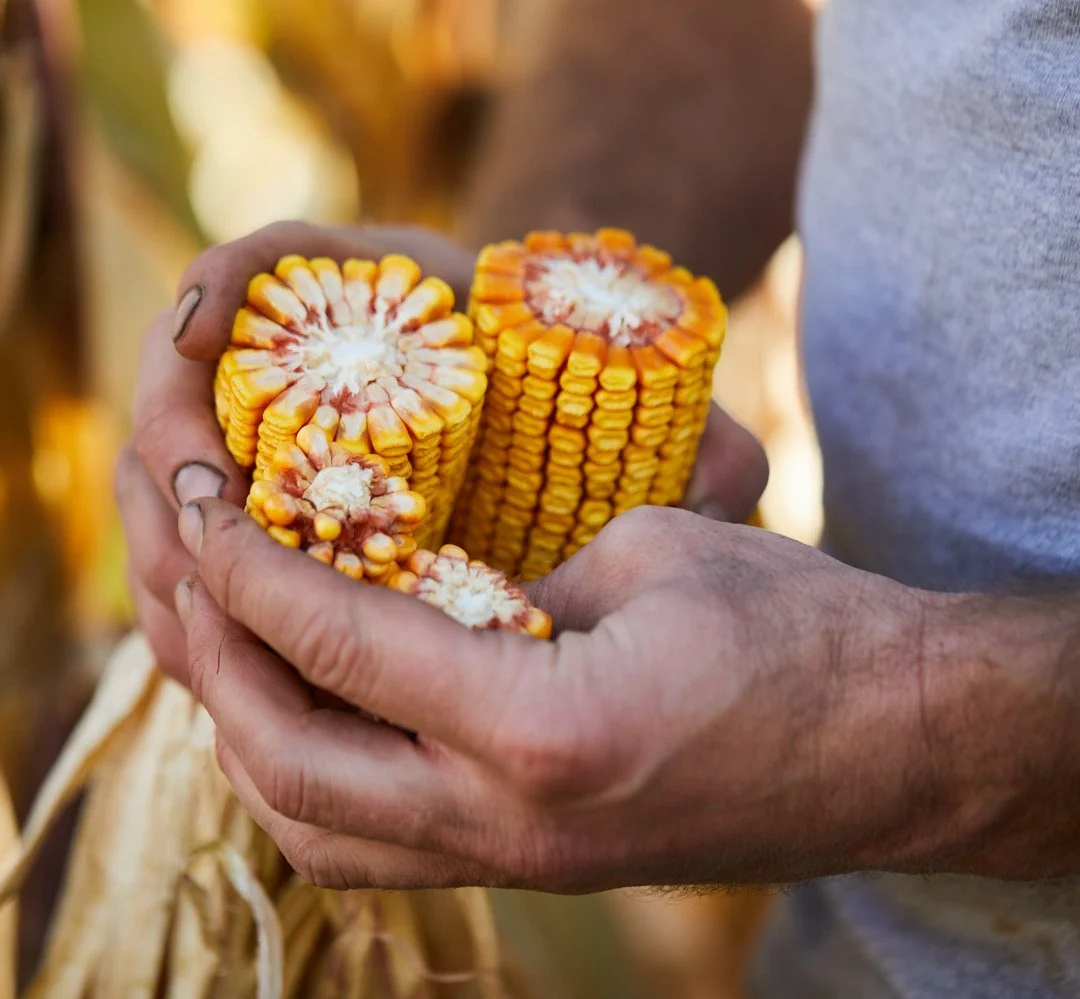 Person holding two ears of corn with yellow kernels in a farm or garden setting.