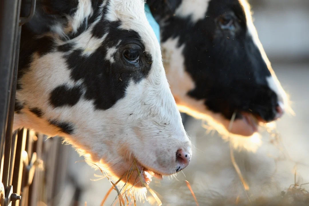 Two black and white Holstein cows eating hay in a barn or farm setting, illuminated by warm sunlight.